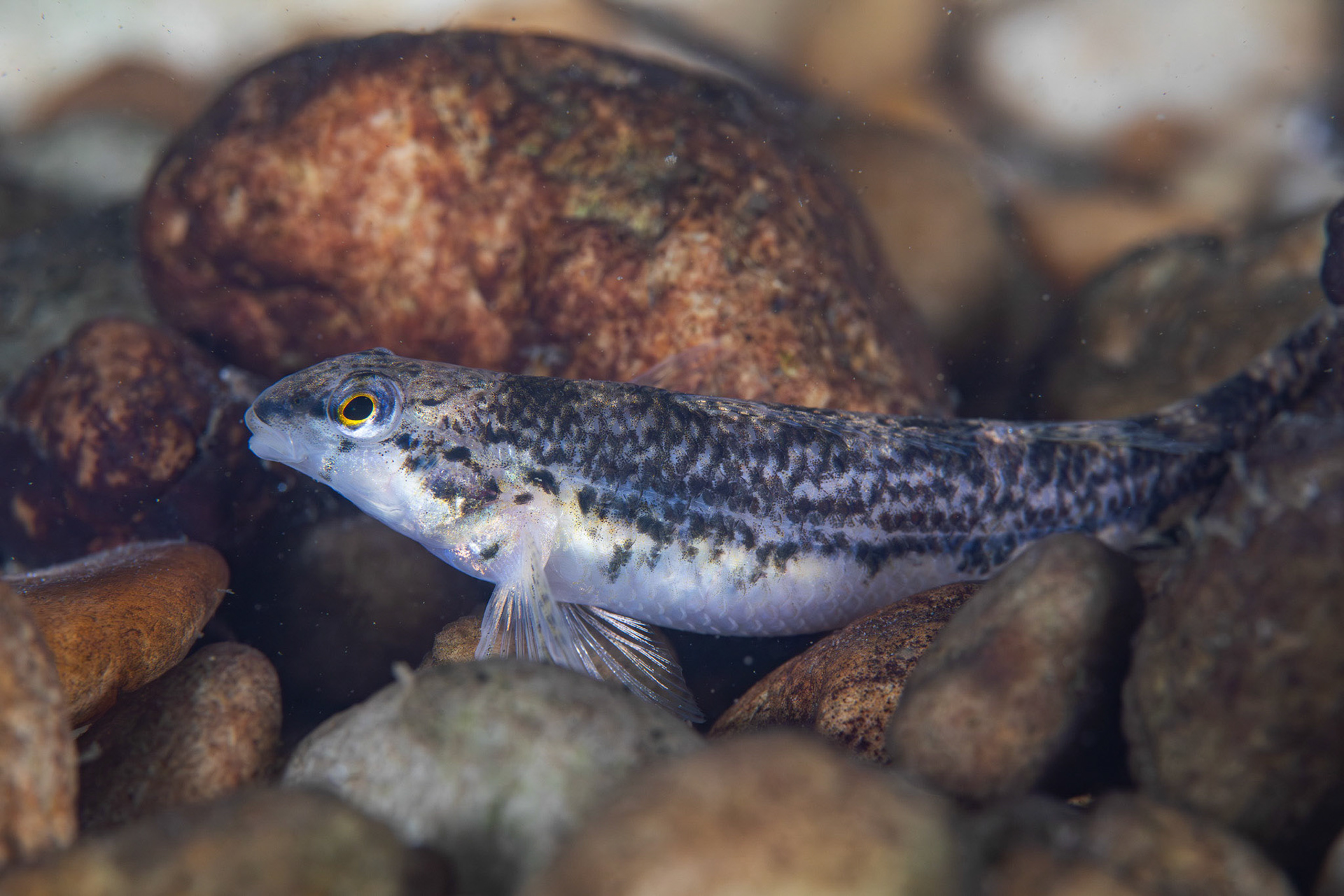 Alabama Darter