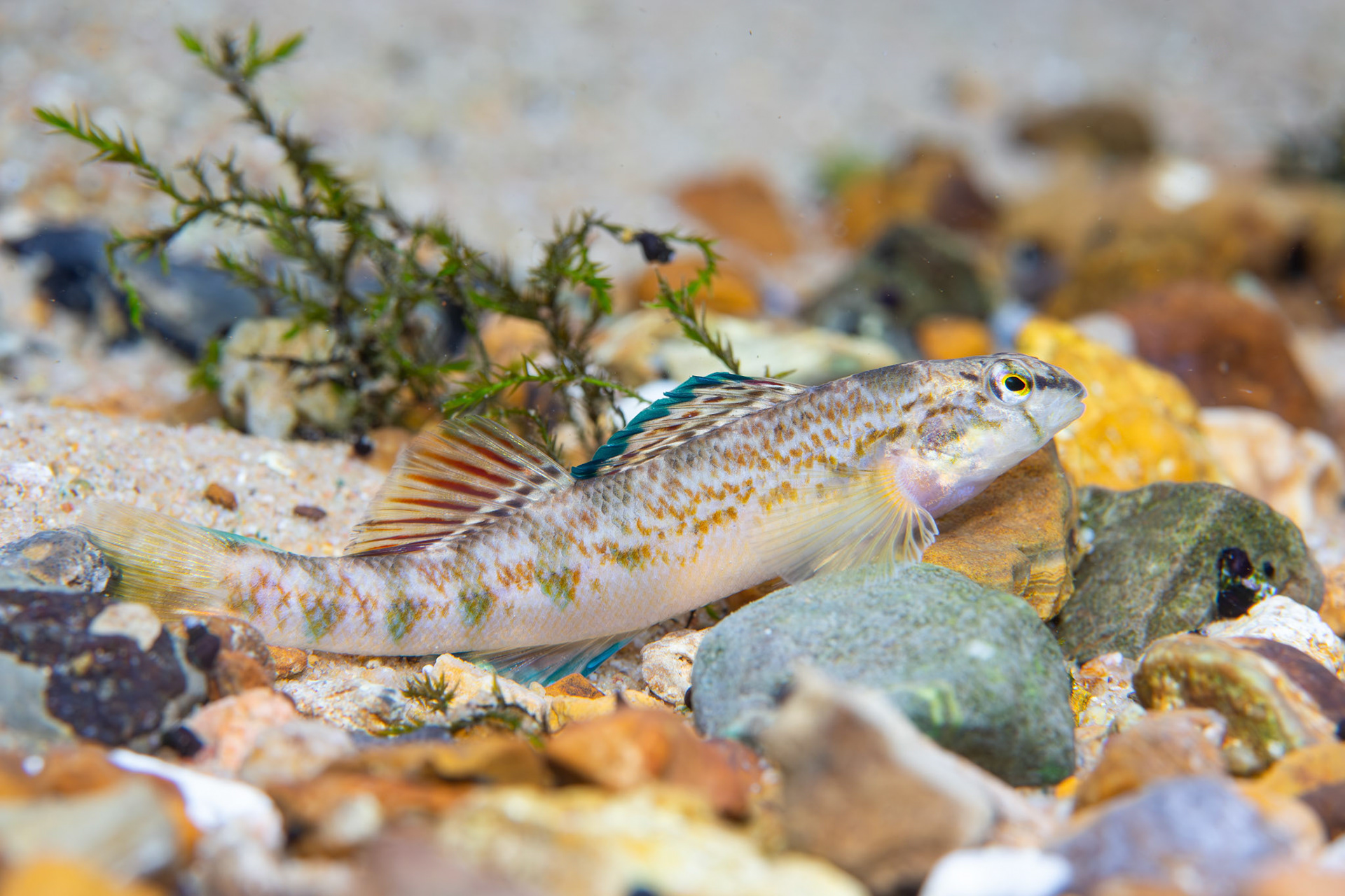 Coosa Darter