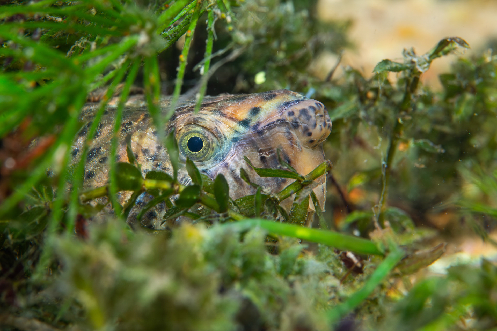 Loggerhead Musk Turtle