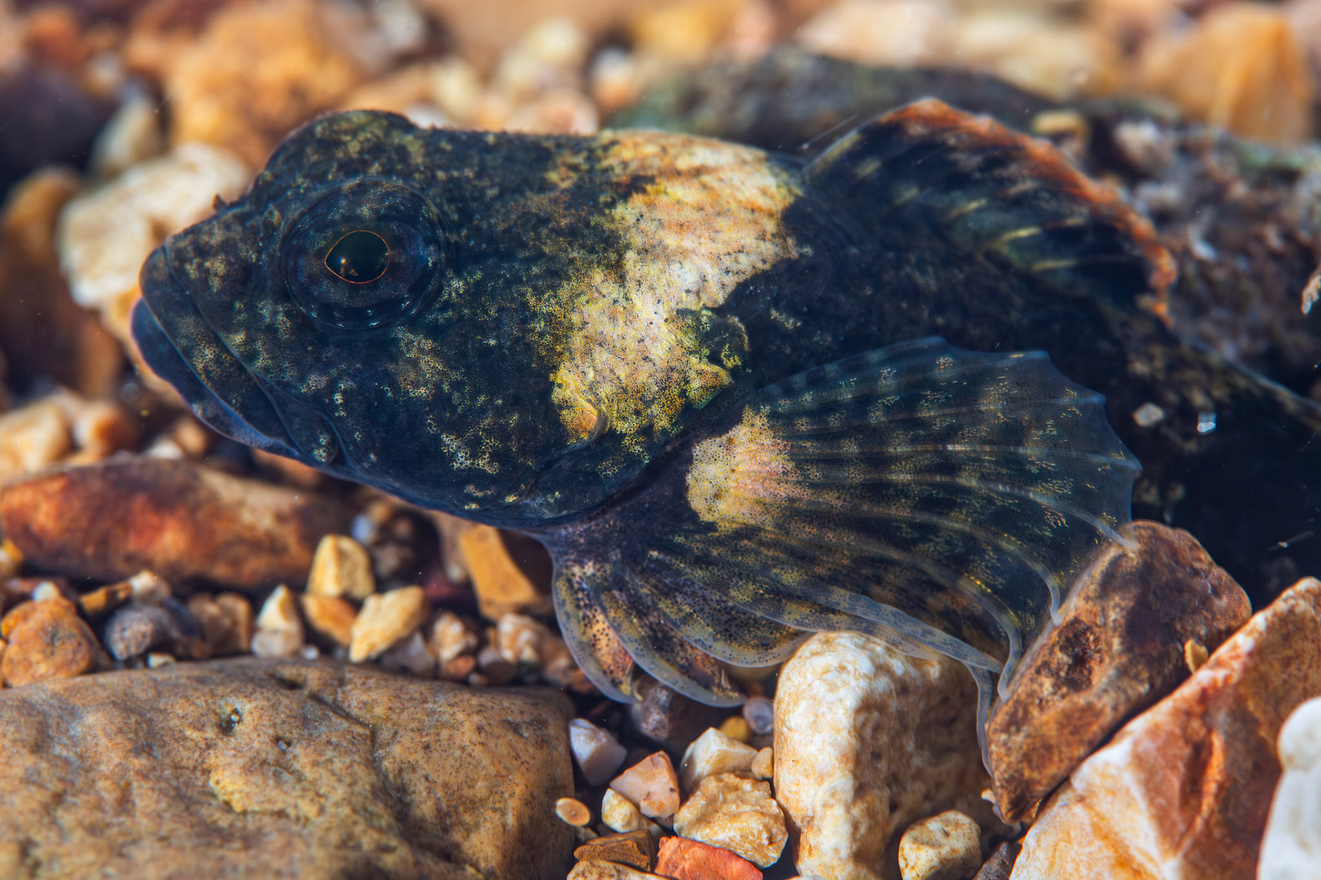 Banded Sculpin (Cottus carolinae)
