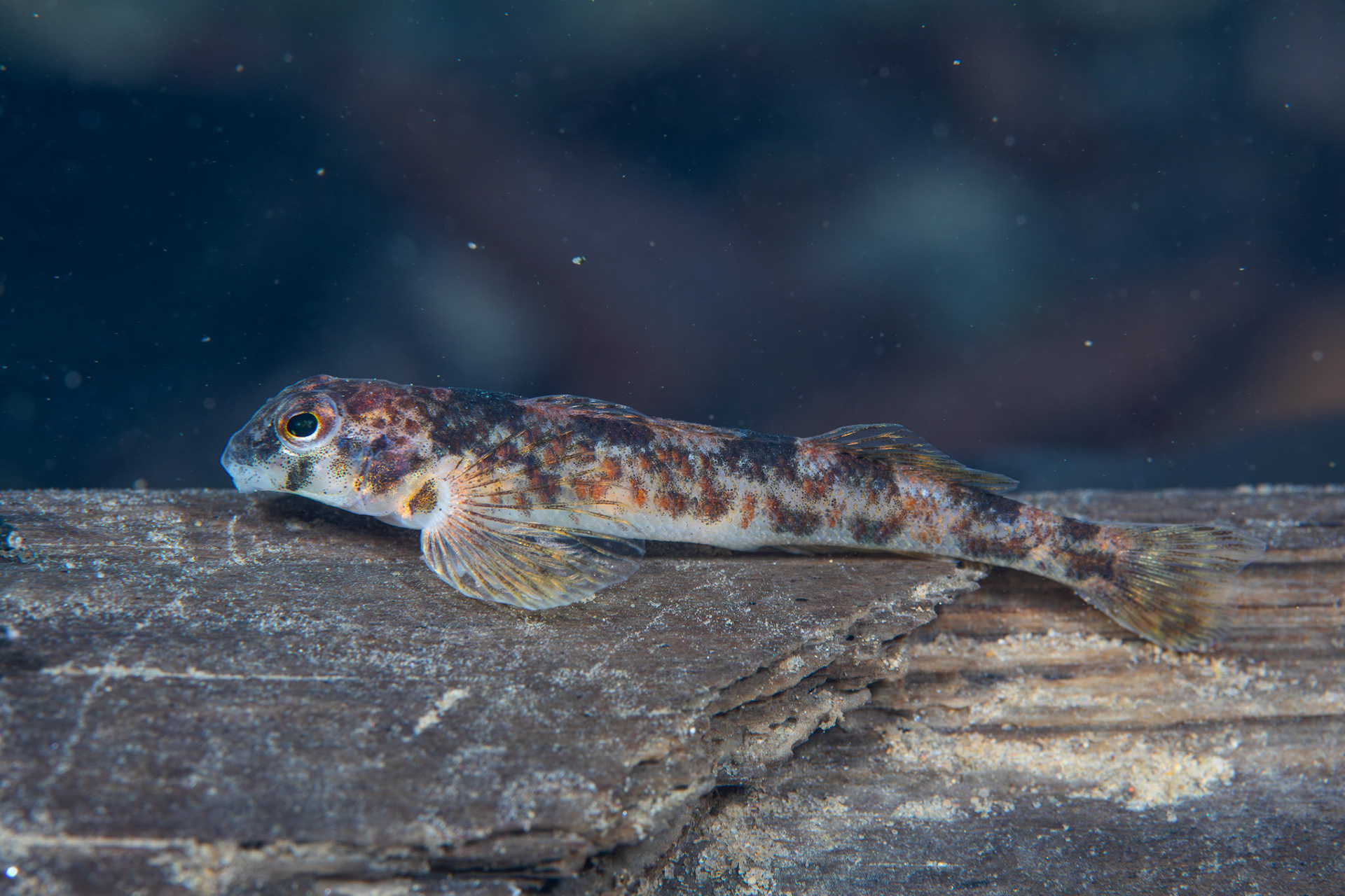 Rock Darter