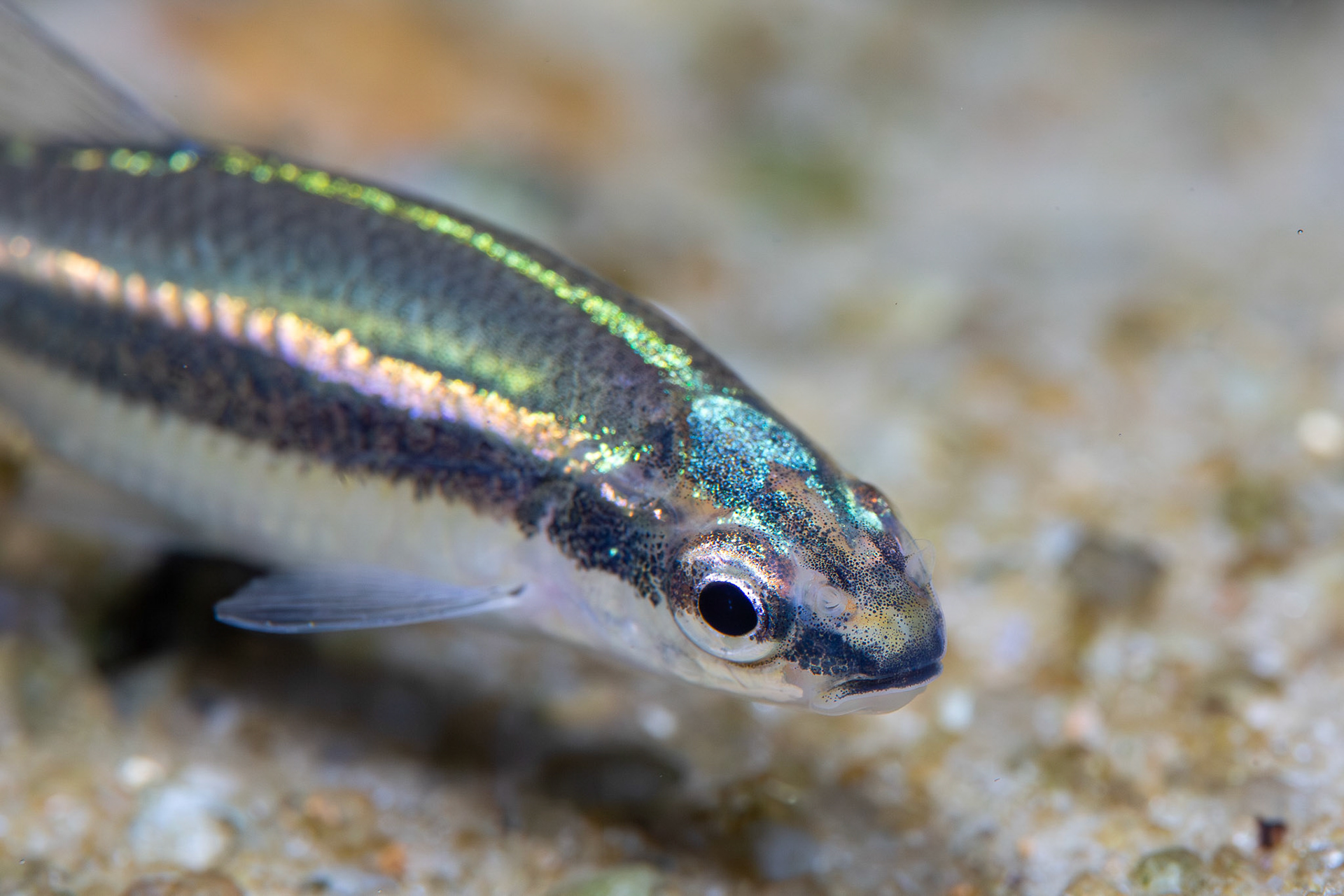 Redeye Chub