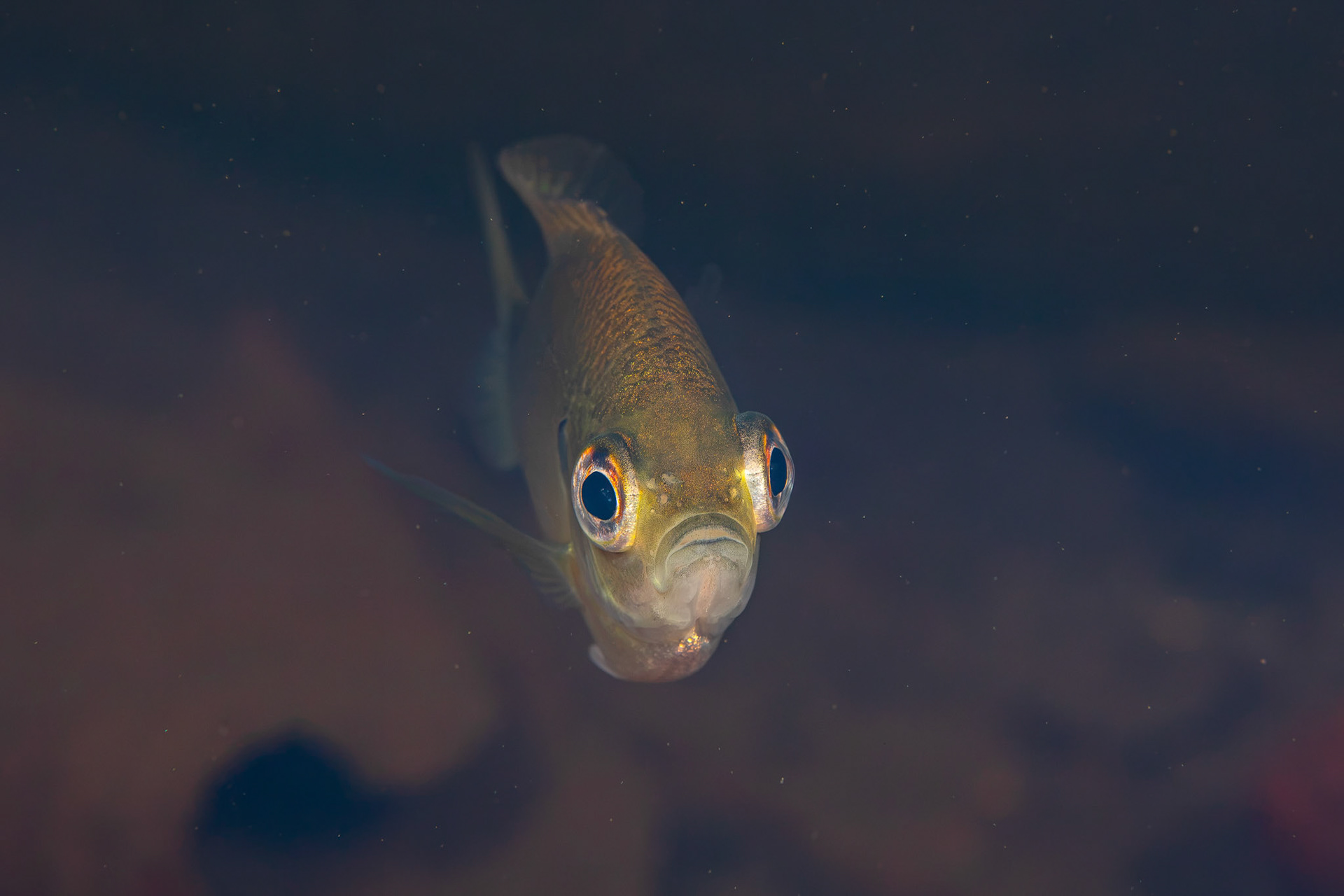 Bluegill