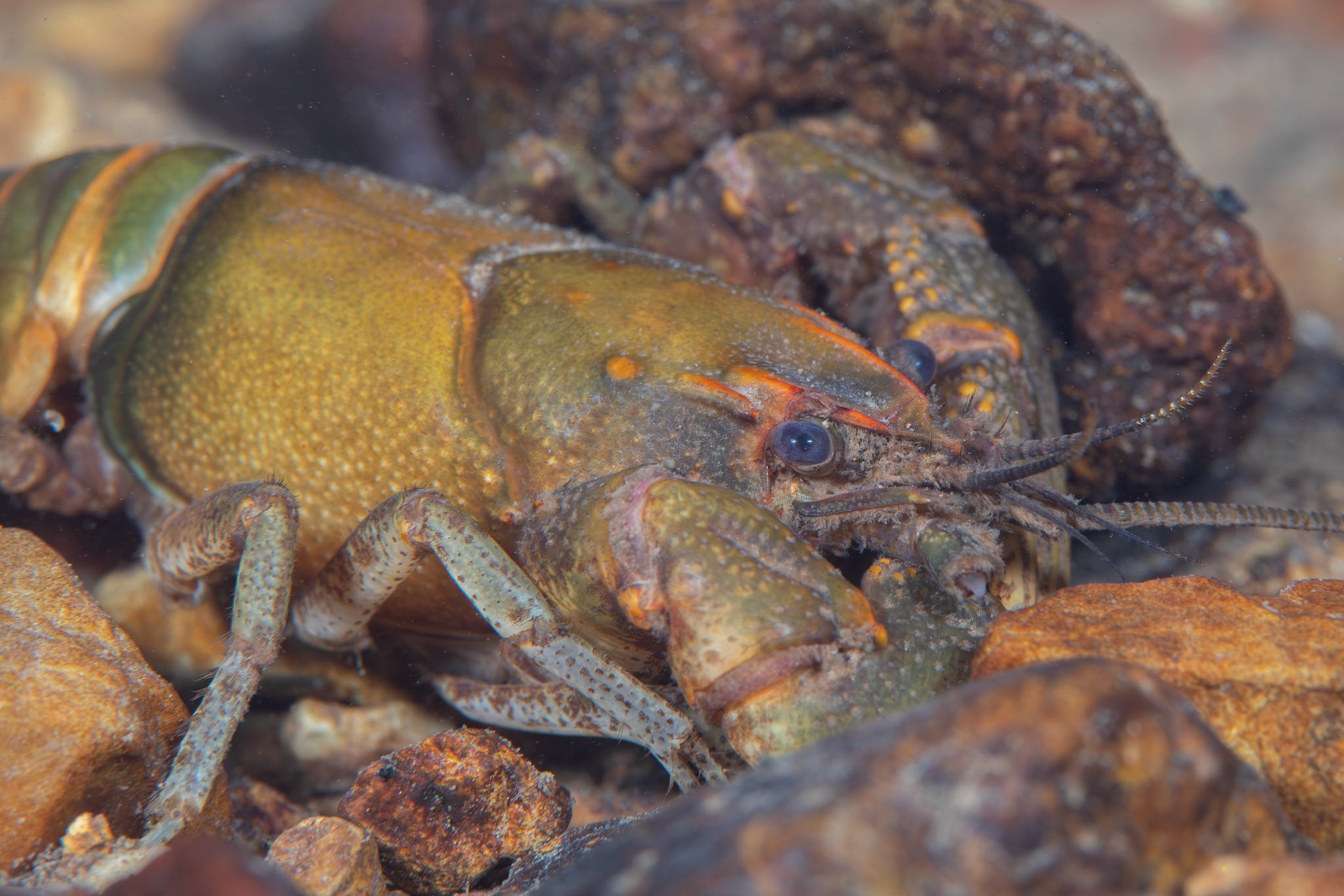 Cambarus sp.