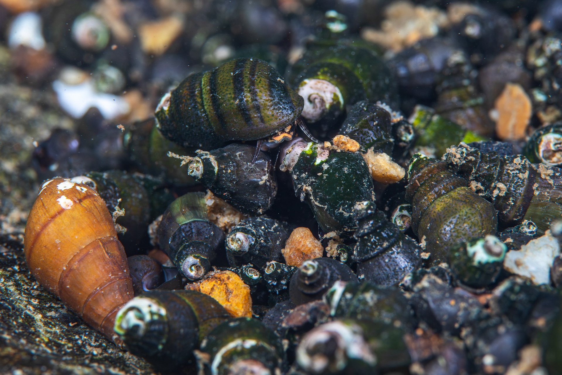 Elimia sp.