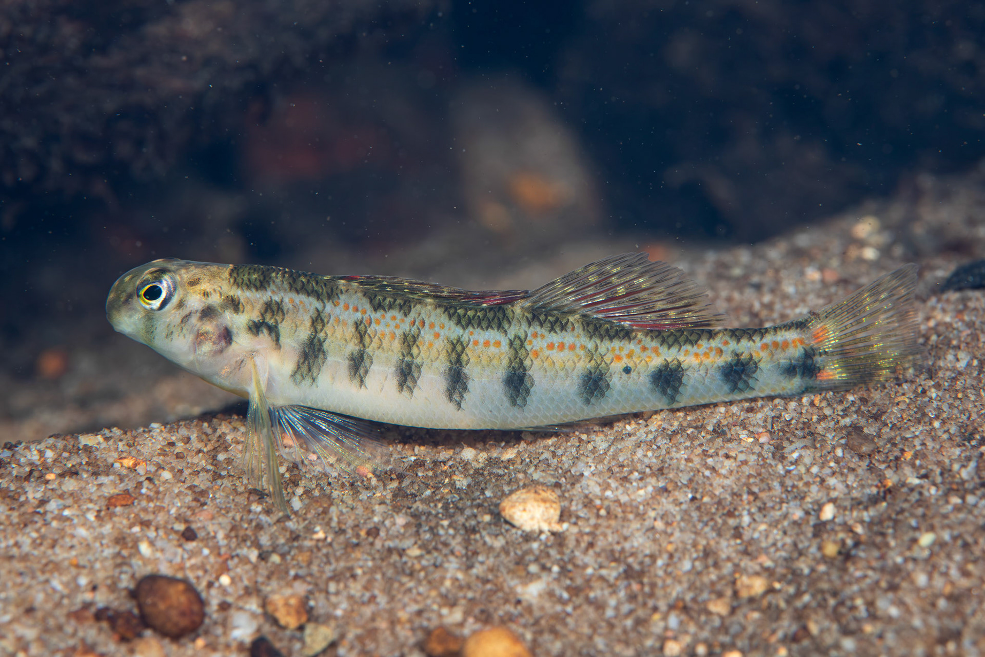 Tennessee Snubnose Darter