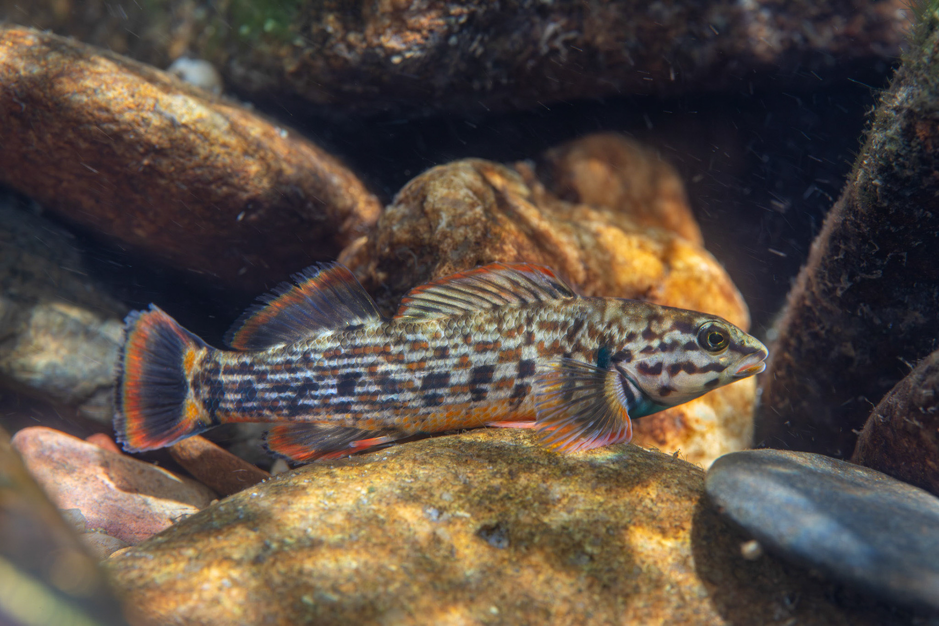 Redline Darter
