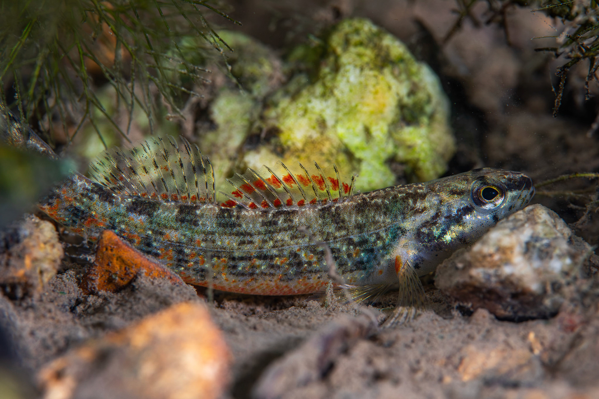 Redspot Darter