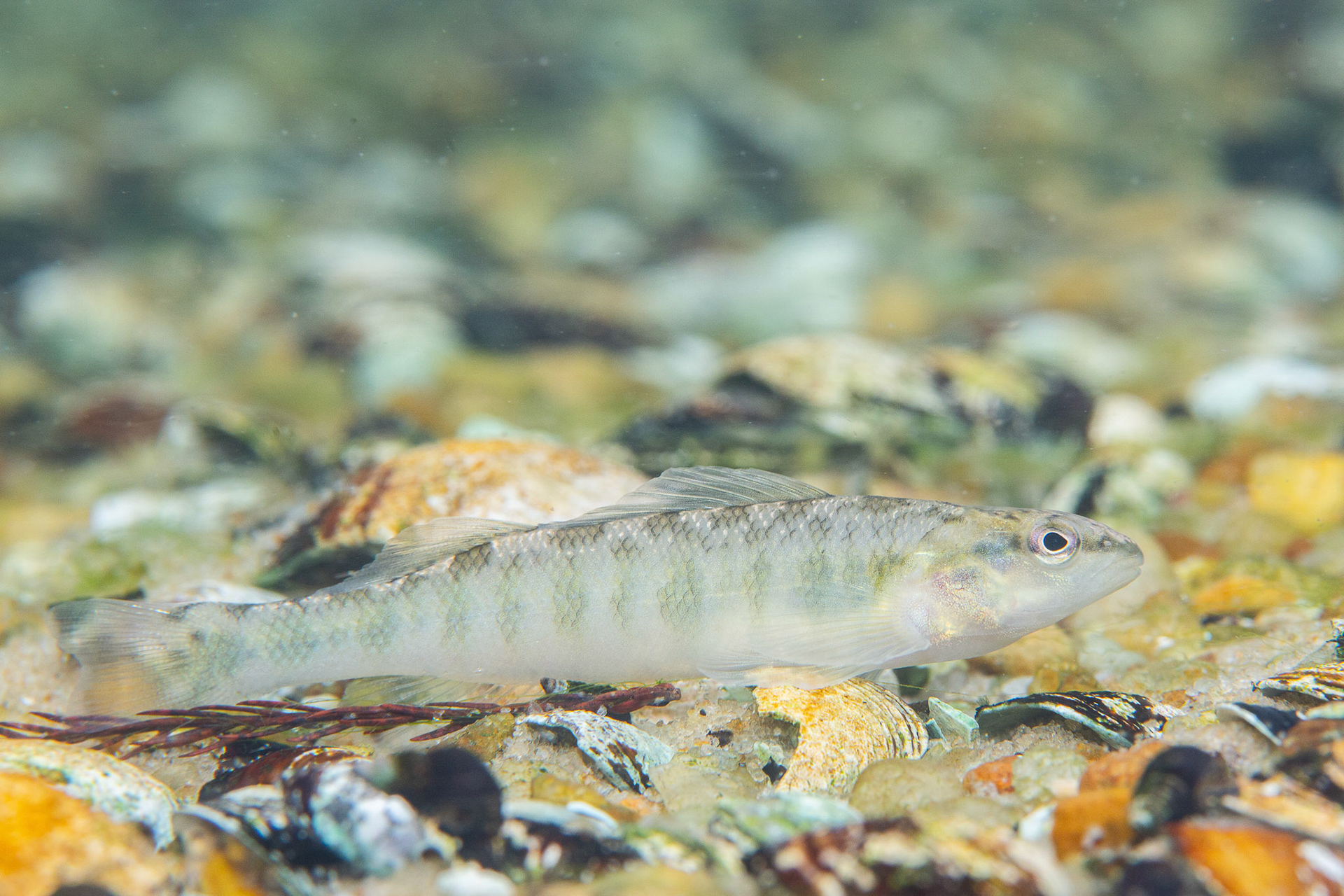 Blackbanded Darter