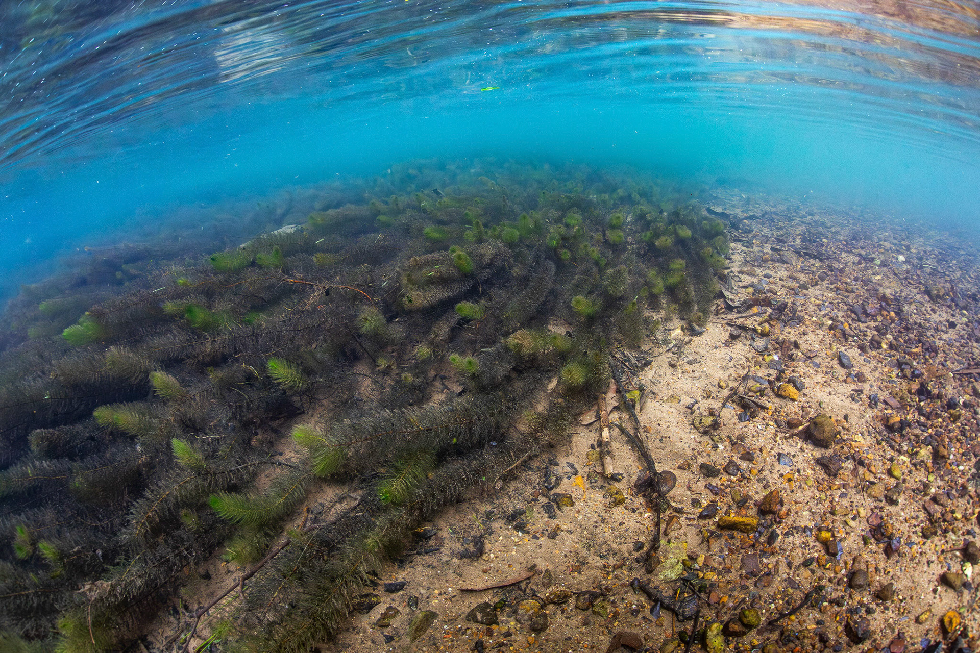 Aquatic vegetation in spring fed creek