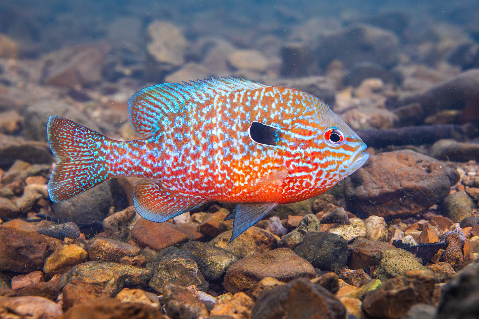 Longear Sunfish