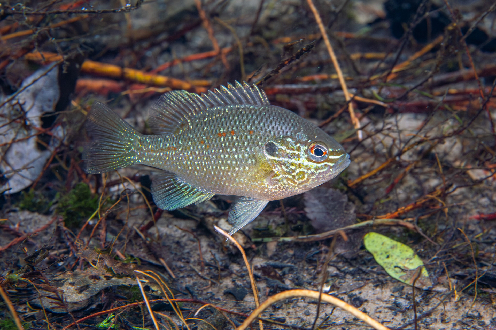 Dollar Sunfish