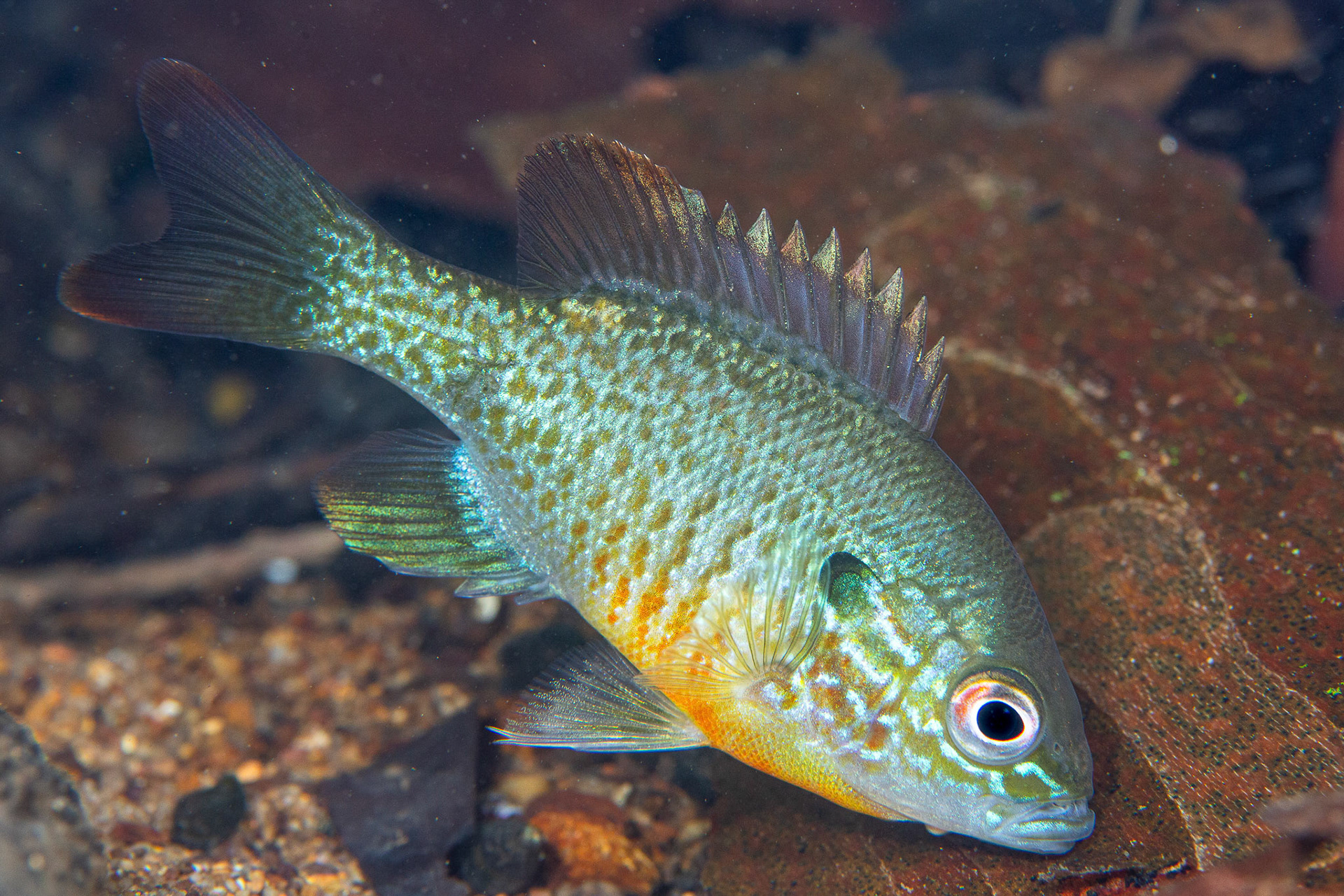 Redbreast Sunfish