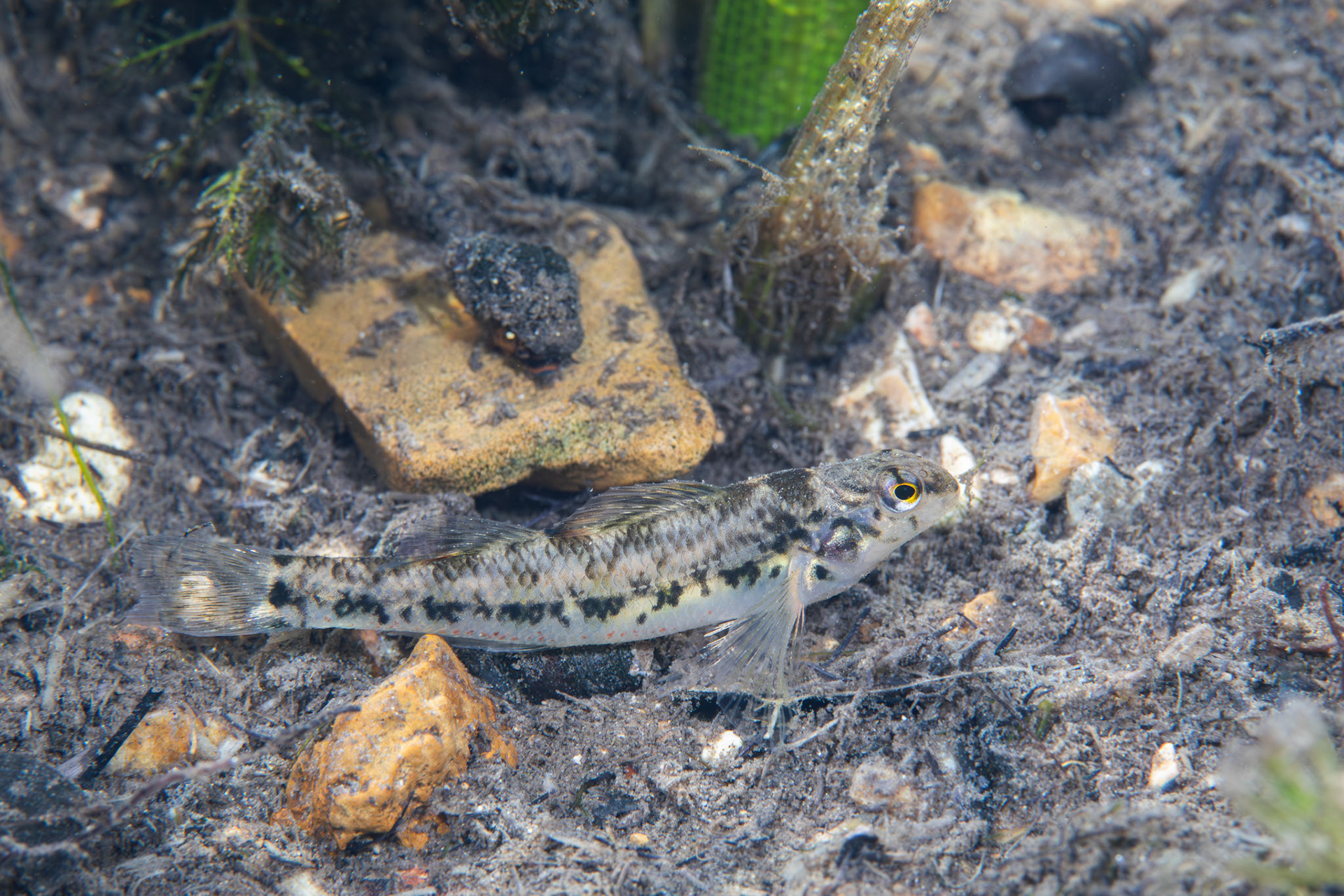 Vermilion Darter