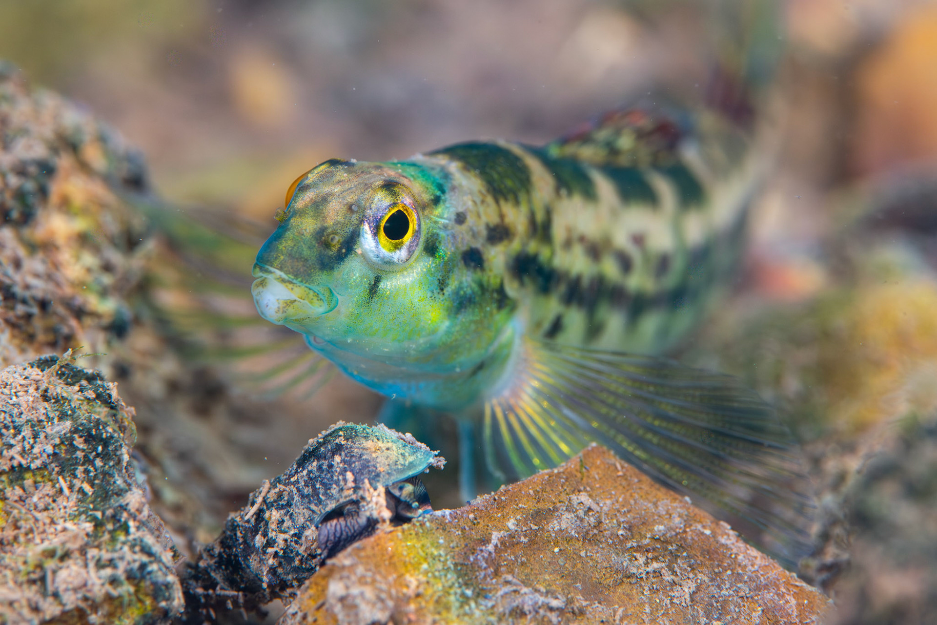 Birmingham Darter (Etheostoma birminghamense)