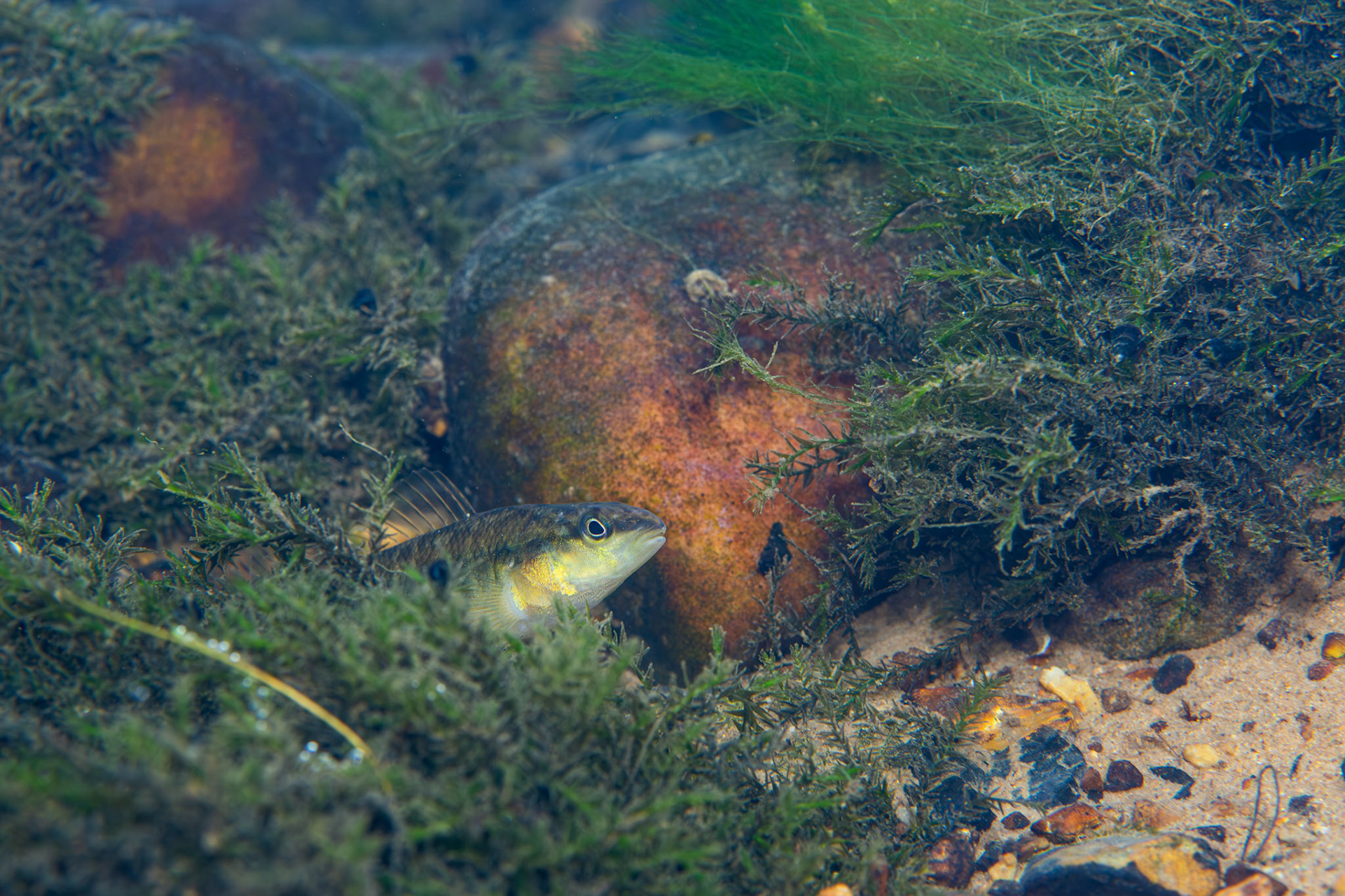 Blackbanded Darter