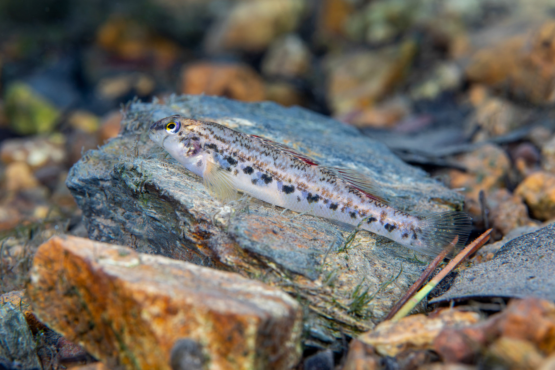 Coosa Darter