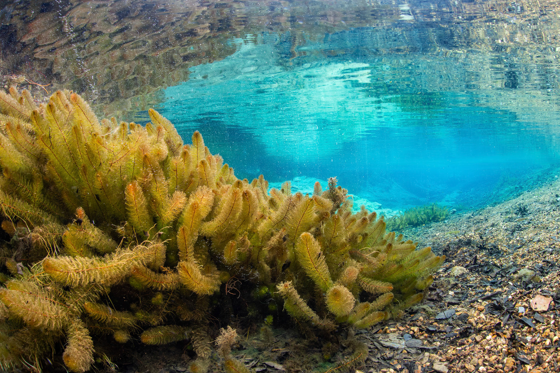 Bay Spring