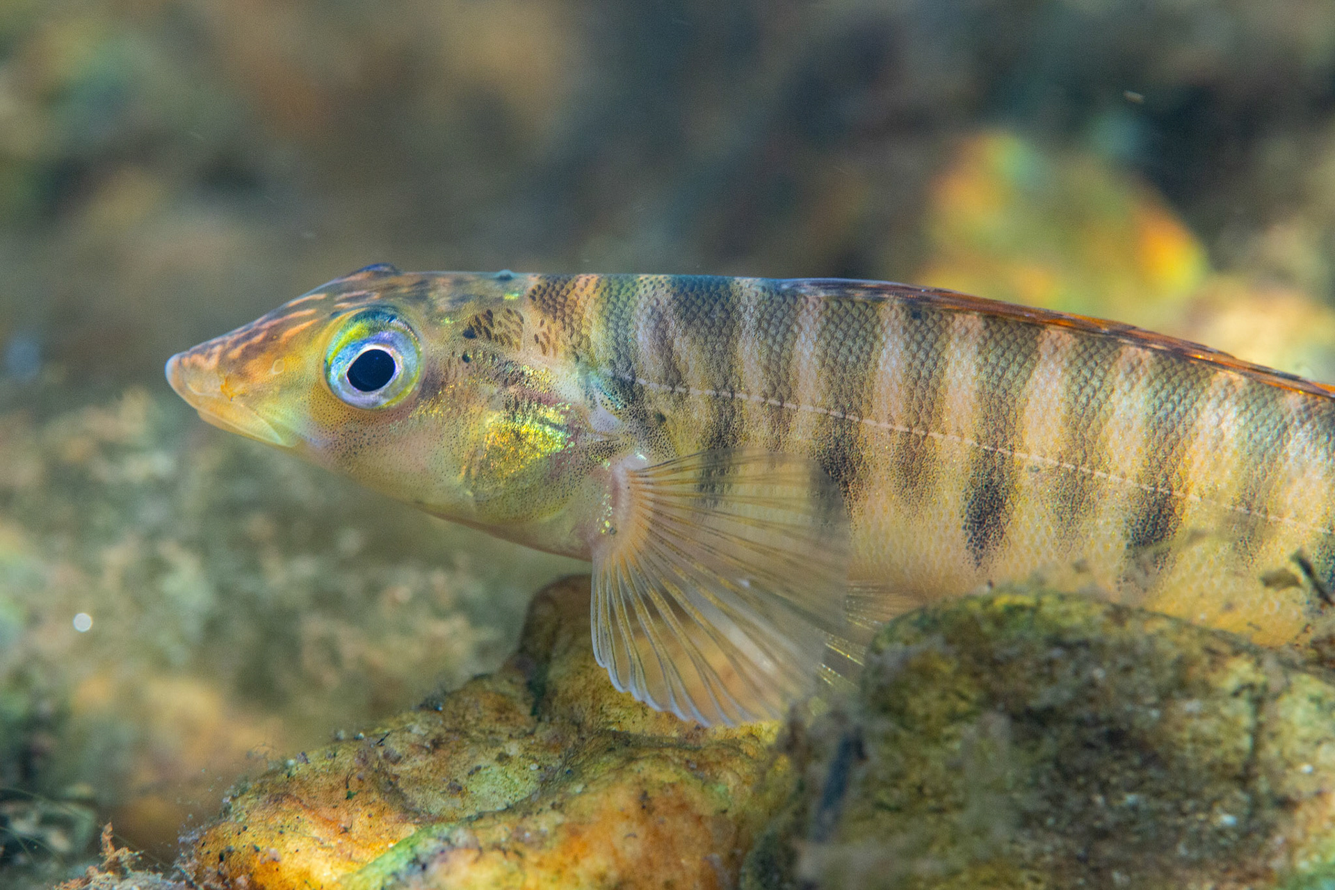 Mobile Logperch