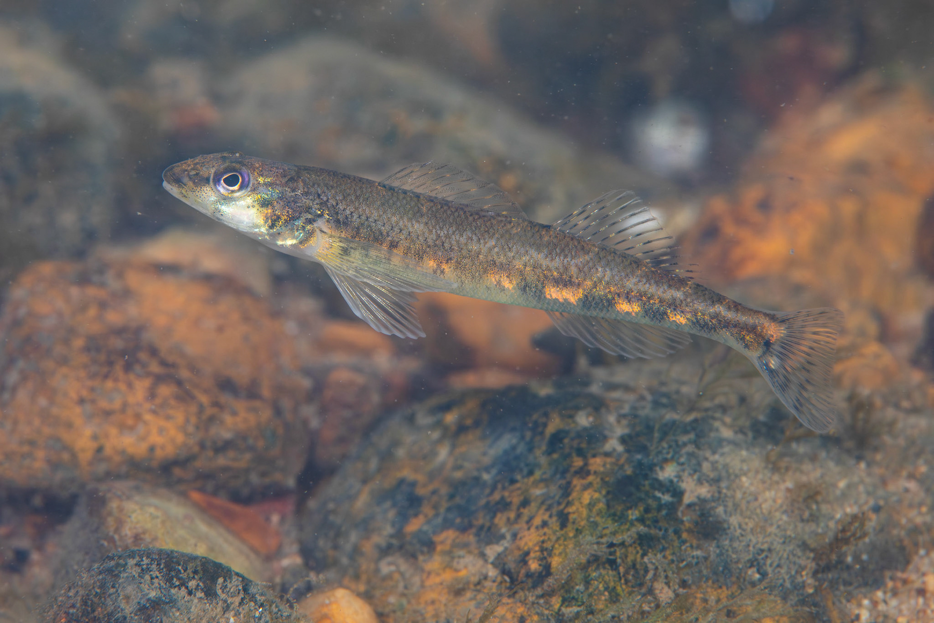 Saddleback Darter