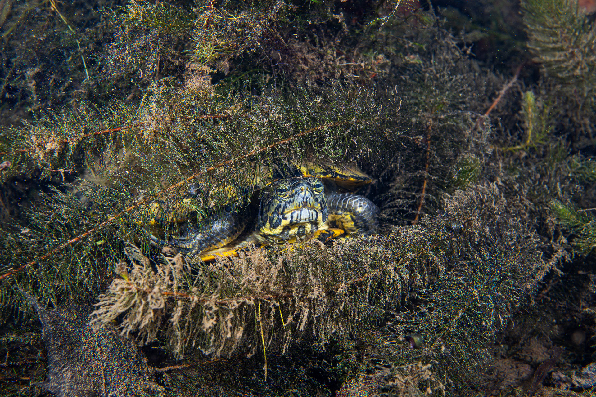Pond Slider