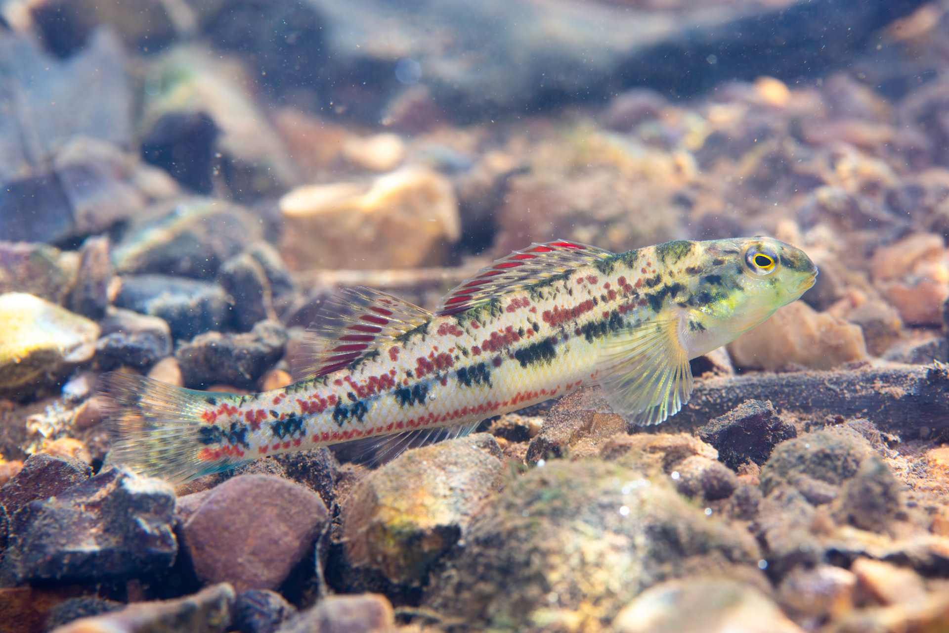 Birmingham Darter (Etheostoma birminghamense)