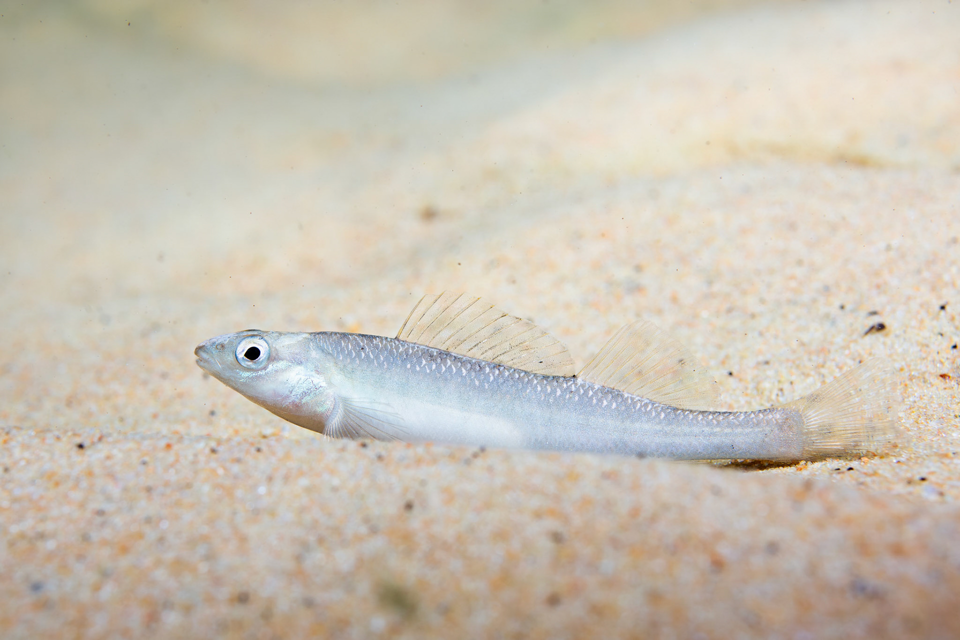 Blackbanded Darter