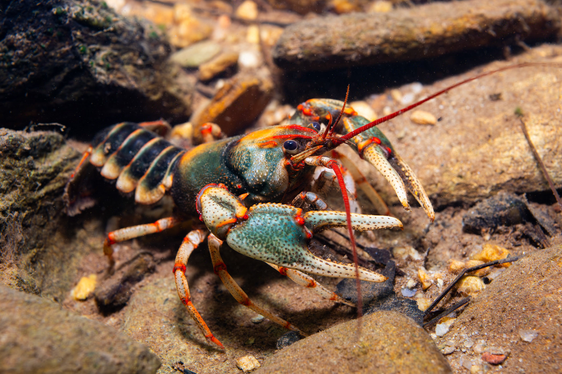 Chattooga River Crayfish (Cambarus scotti)