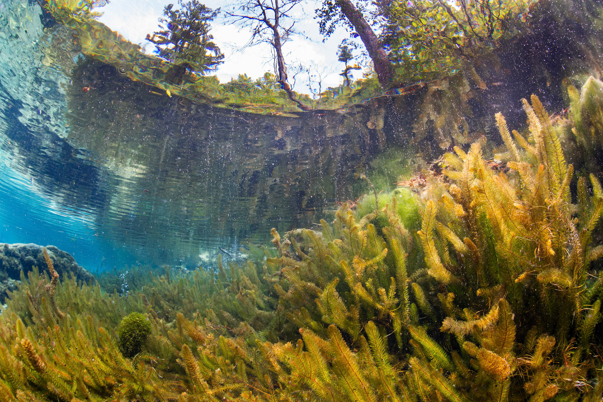 Bay Spring
