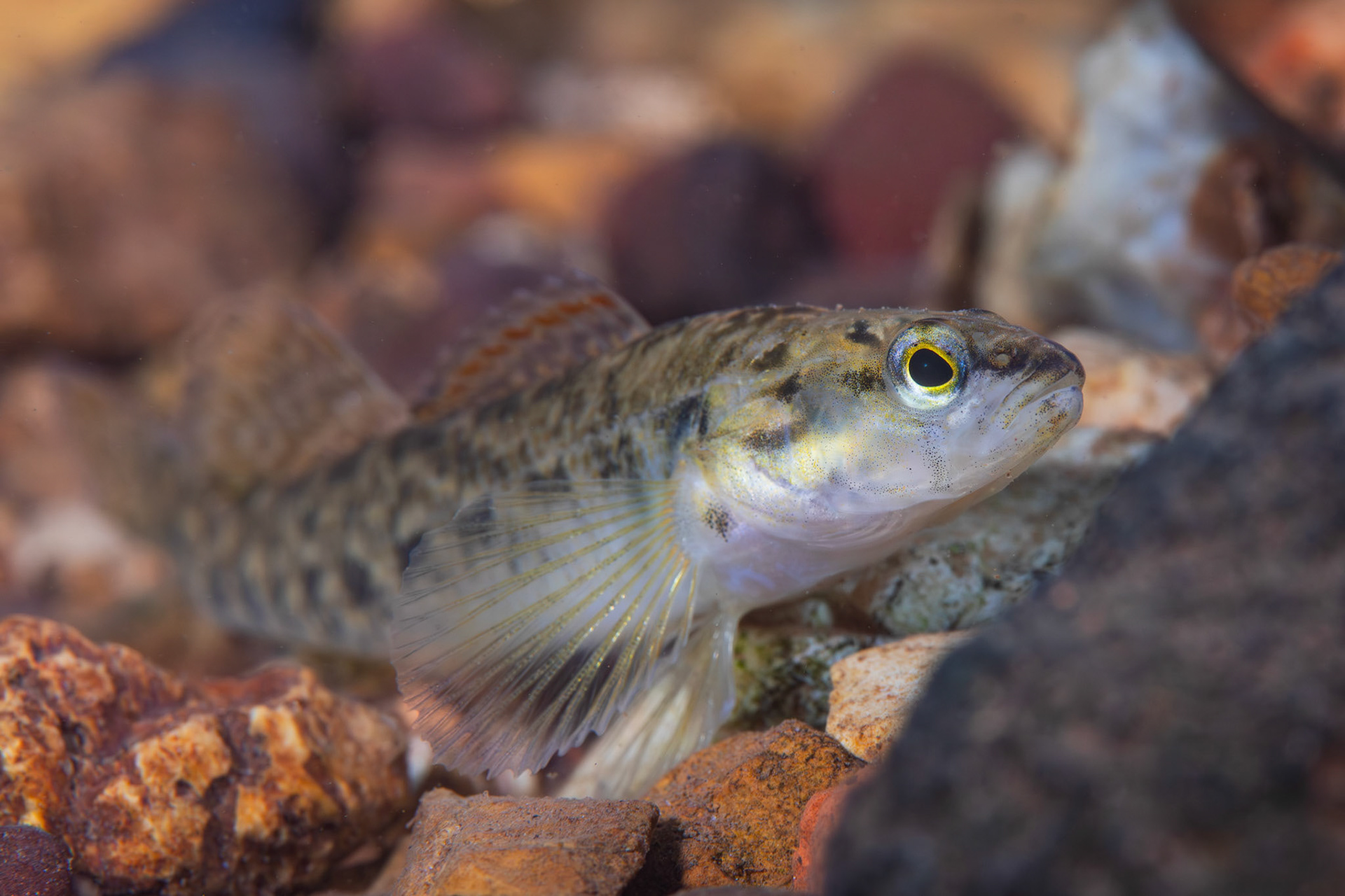 Redspot Darter