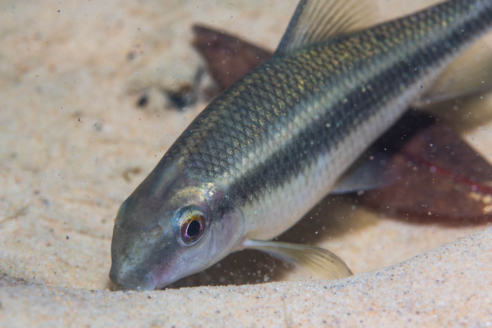 Sharpfin Chubsucker (Erimyzon tenuis)