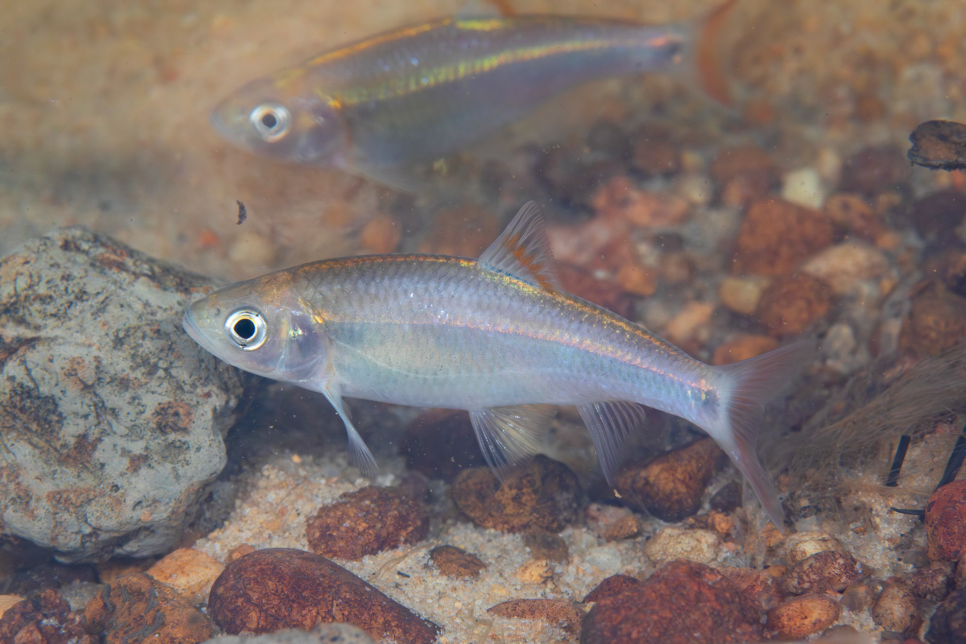 Bandfin Shiner
