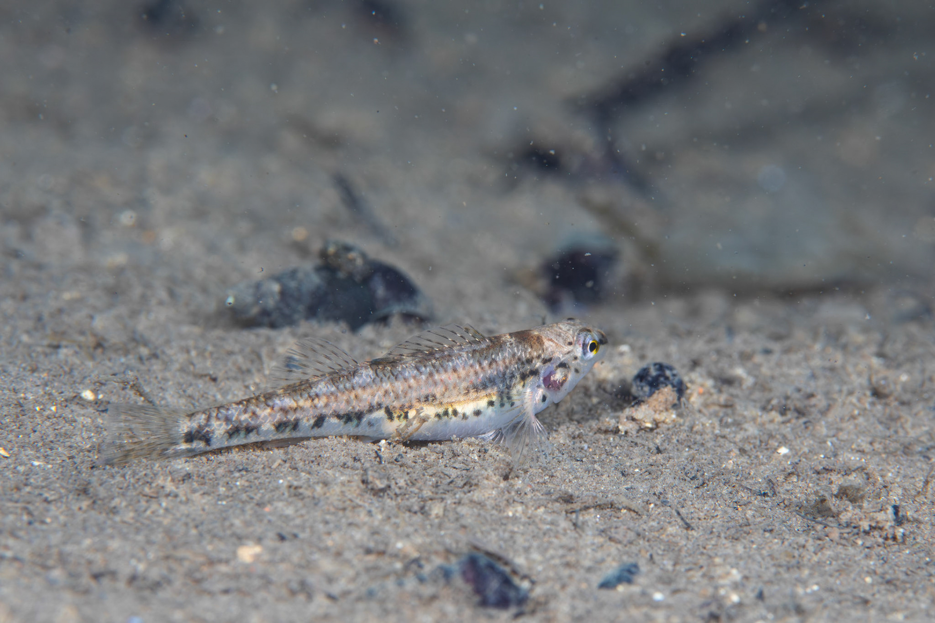Vermillion Darter (Etheostoma chermocki)