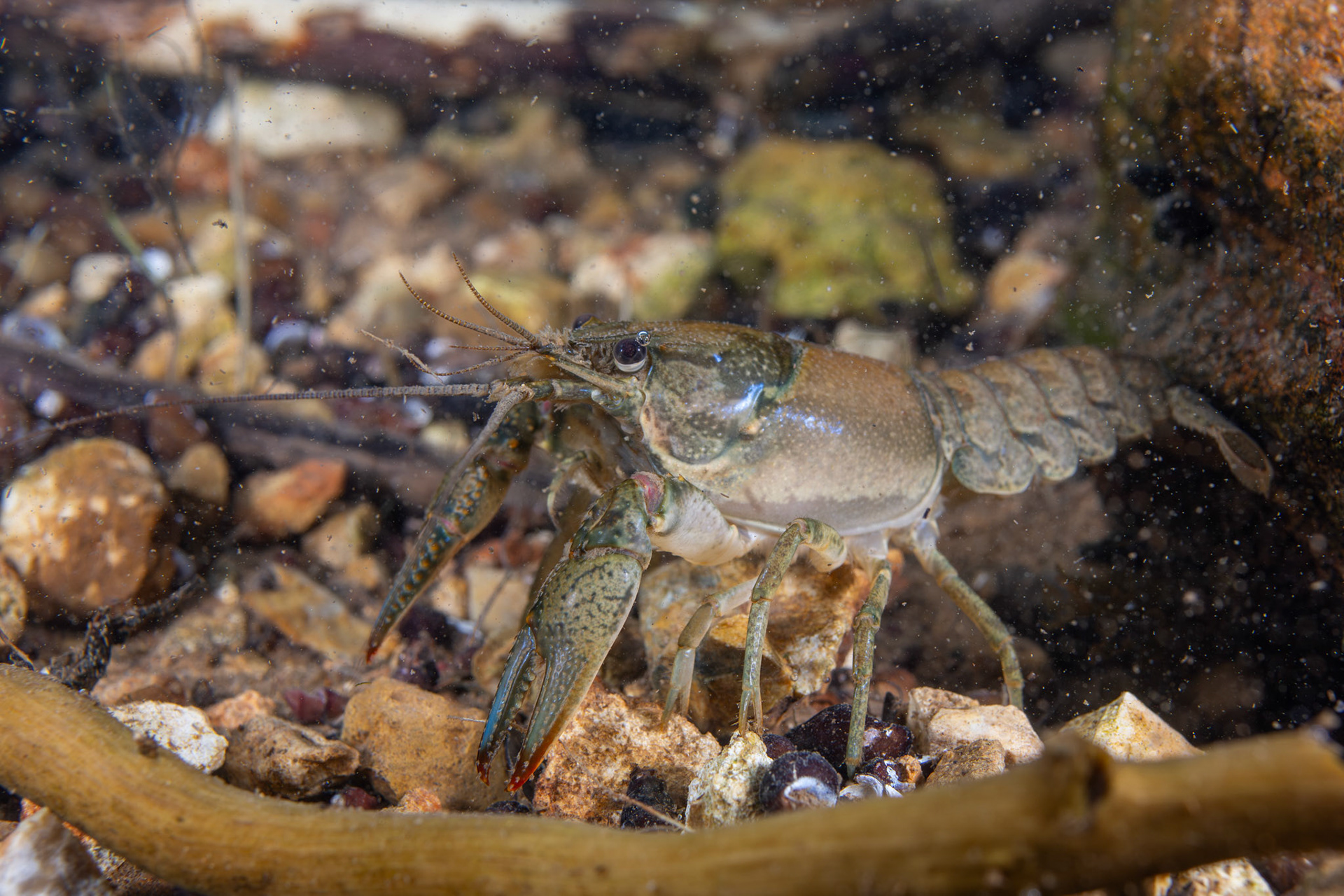 Virile Crayfish