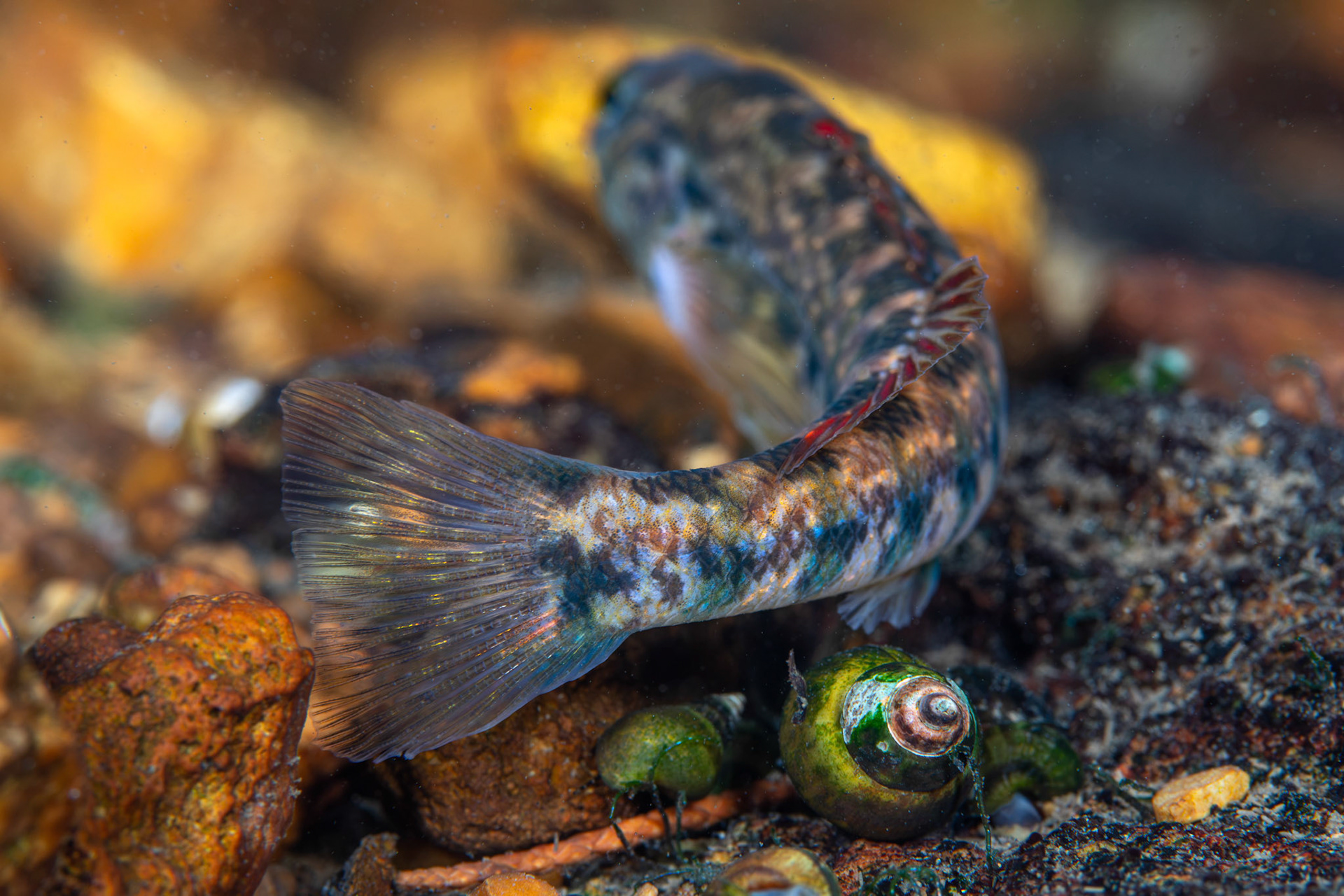 Coosa Darter