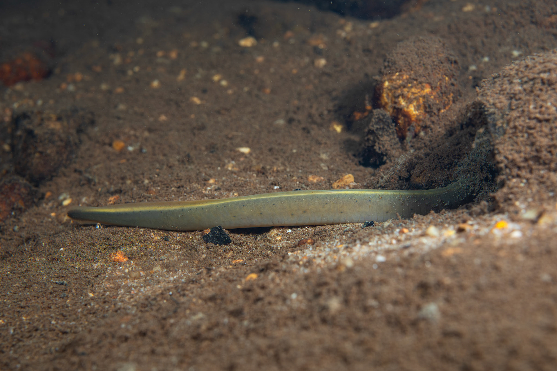 Least Brook Lamprey (?)