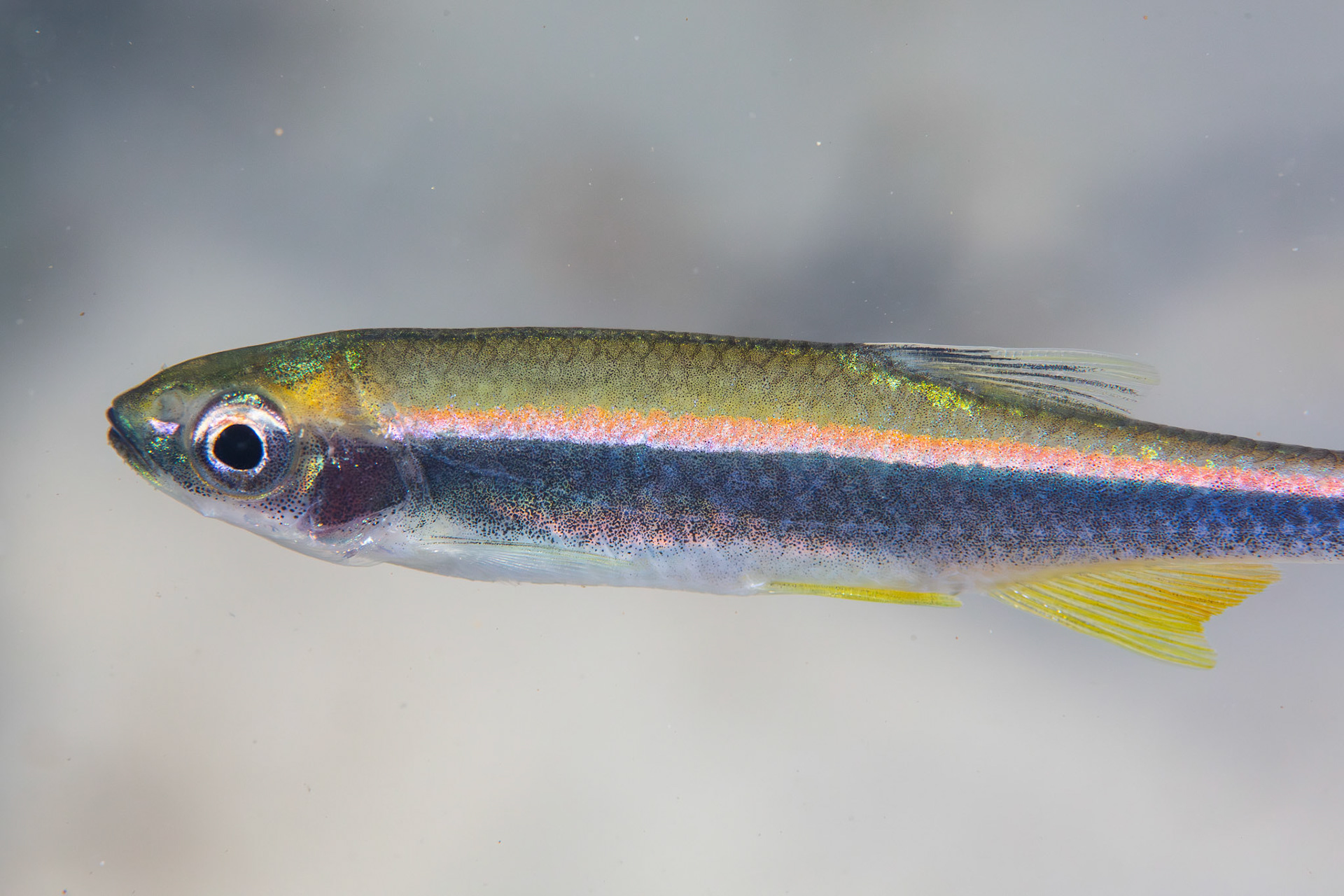 Sailfin Shiner