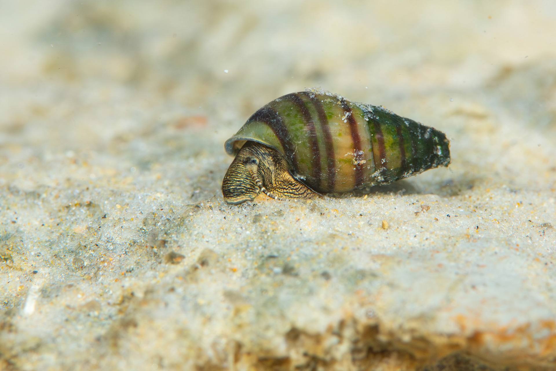 Rainbow Elimia