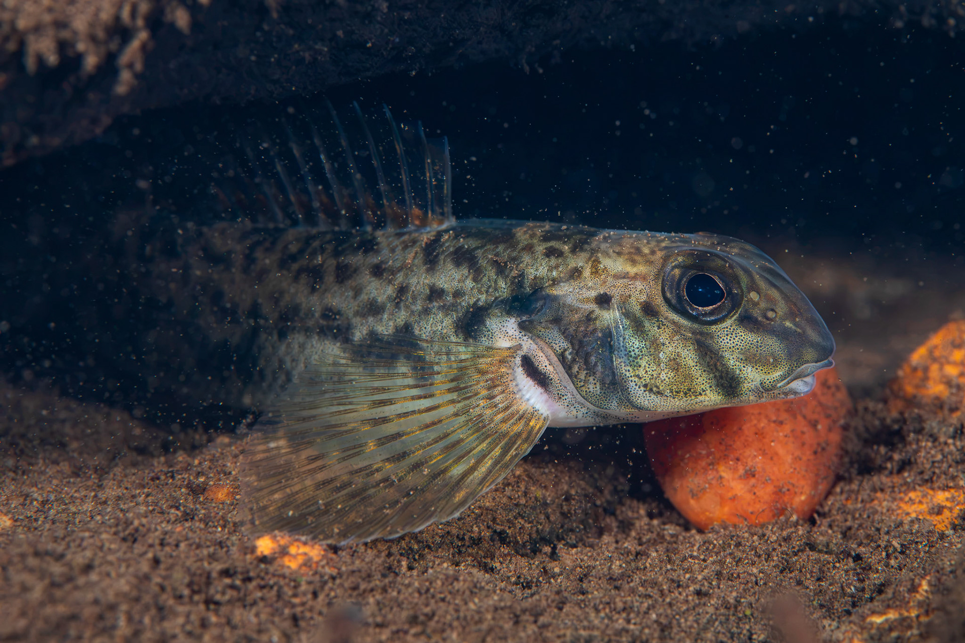Greenside Darter
