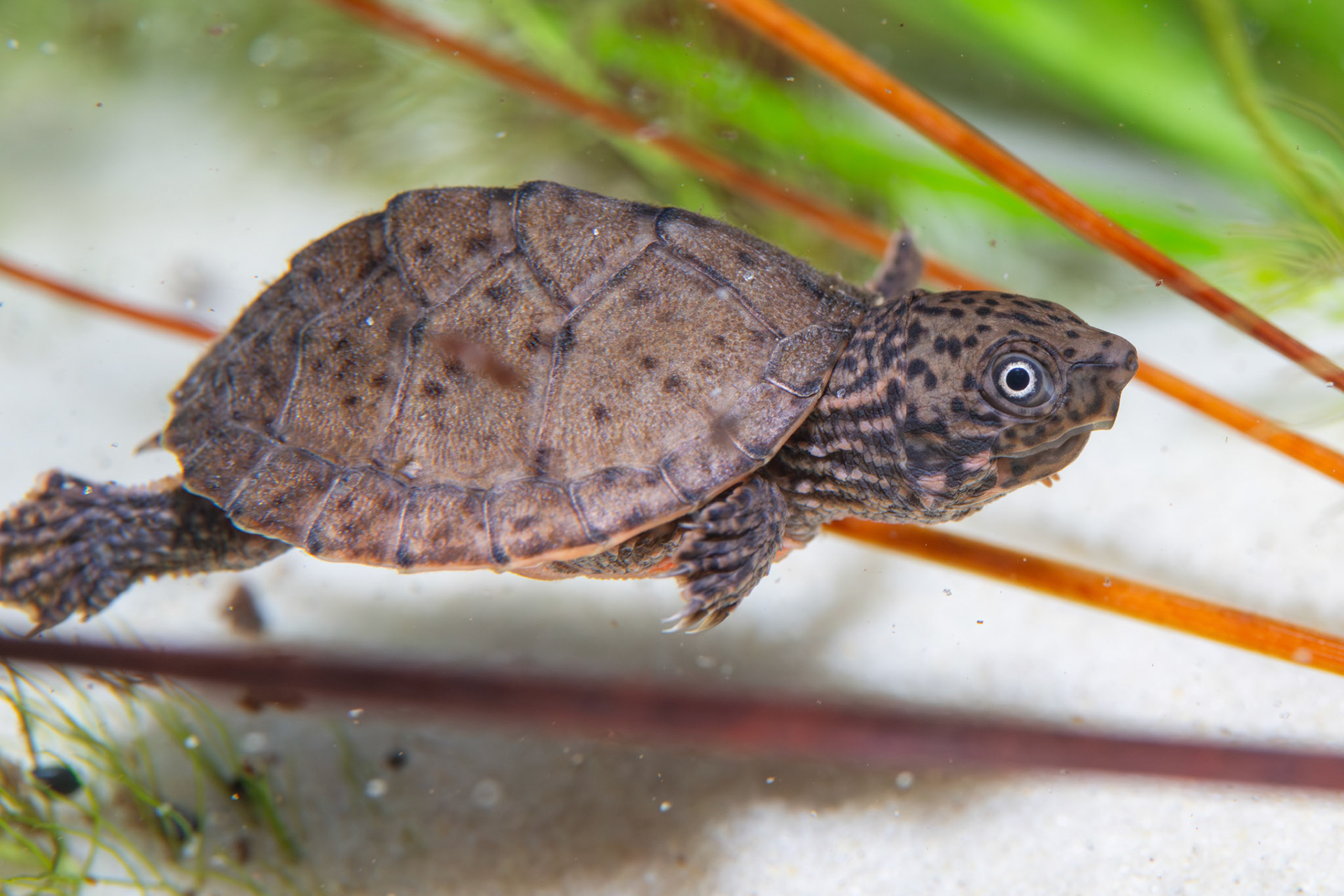 Intermediate Musk Turtle (Sternotherus intermedius)
