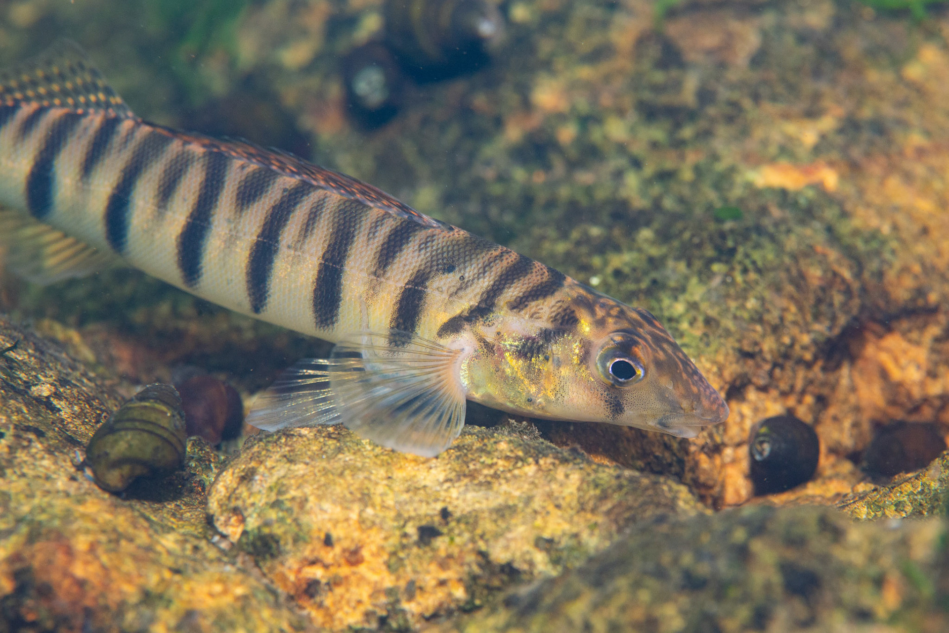 Mobile Logperch