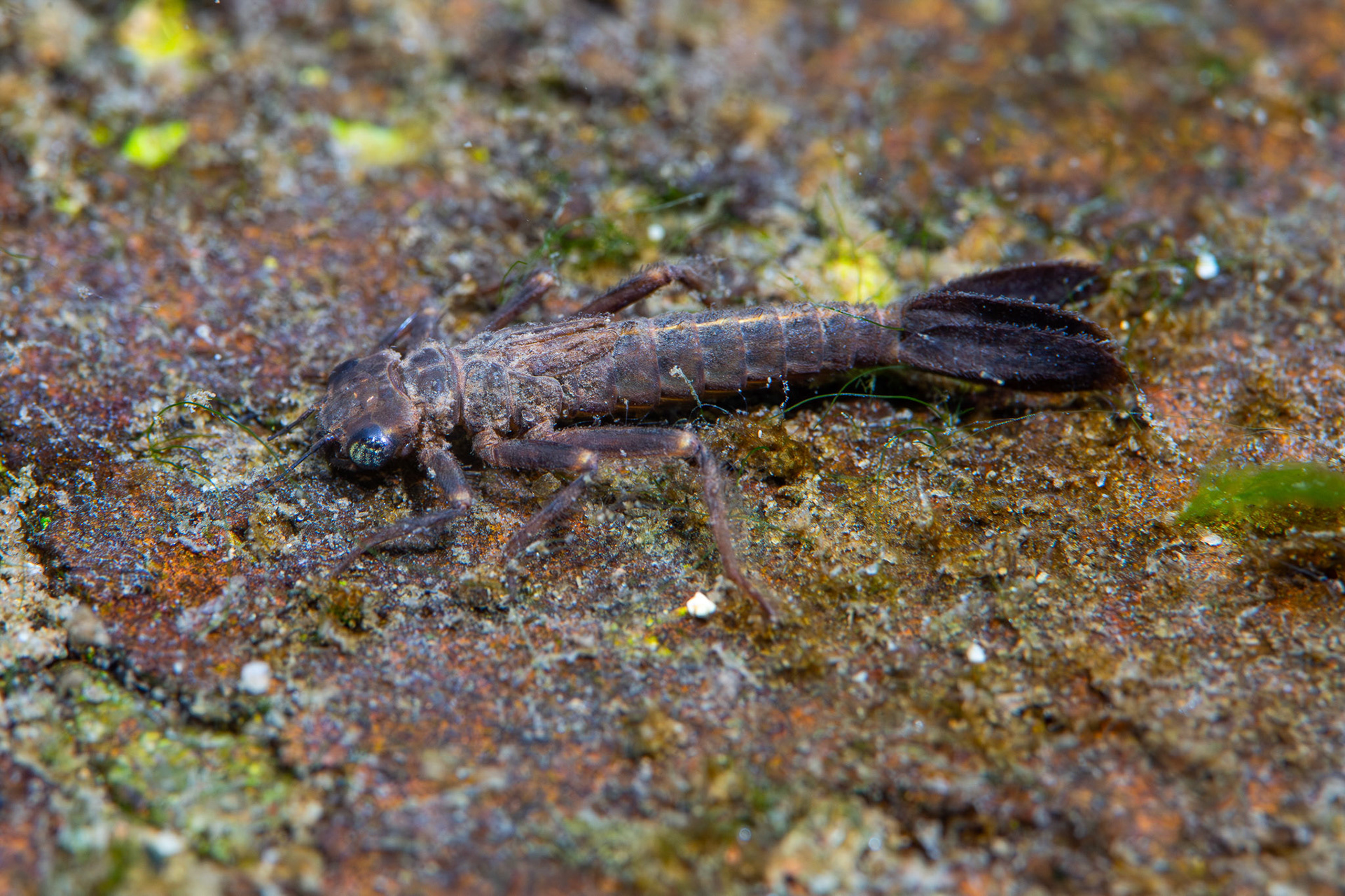 Dancer Damselfly Naiad