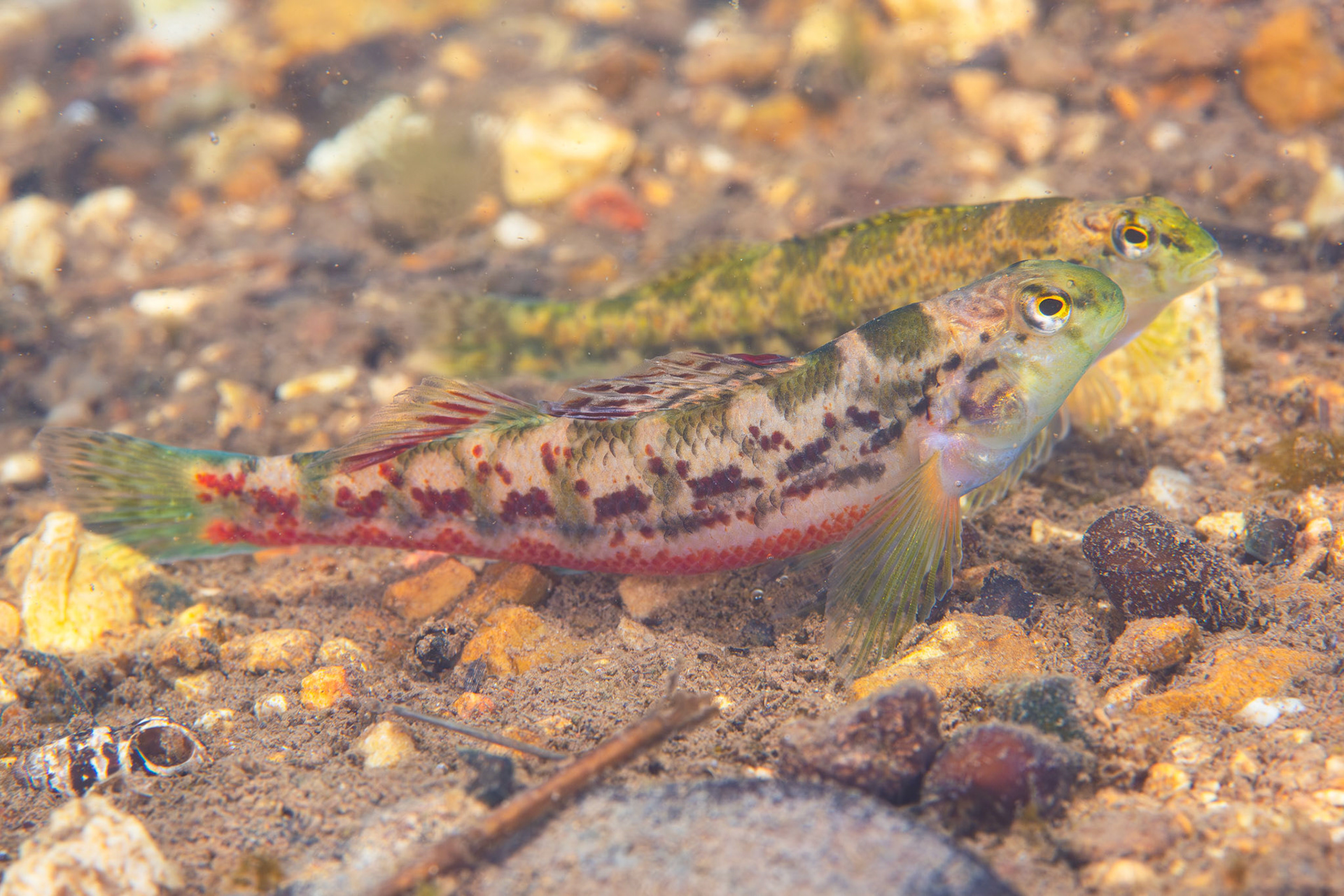 Vermilion darter (Etheostoma chermocki)