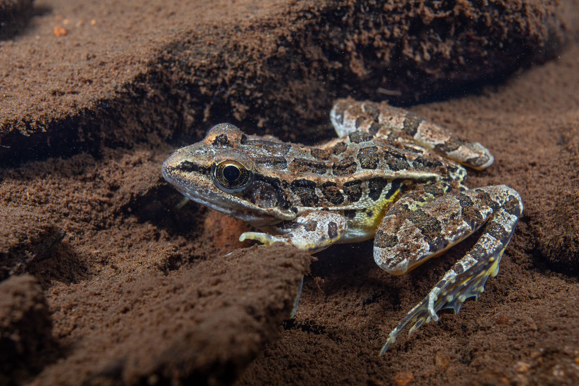 Pickerel Frog