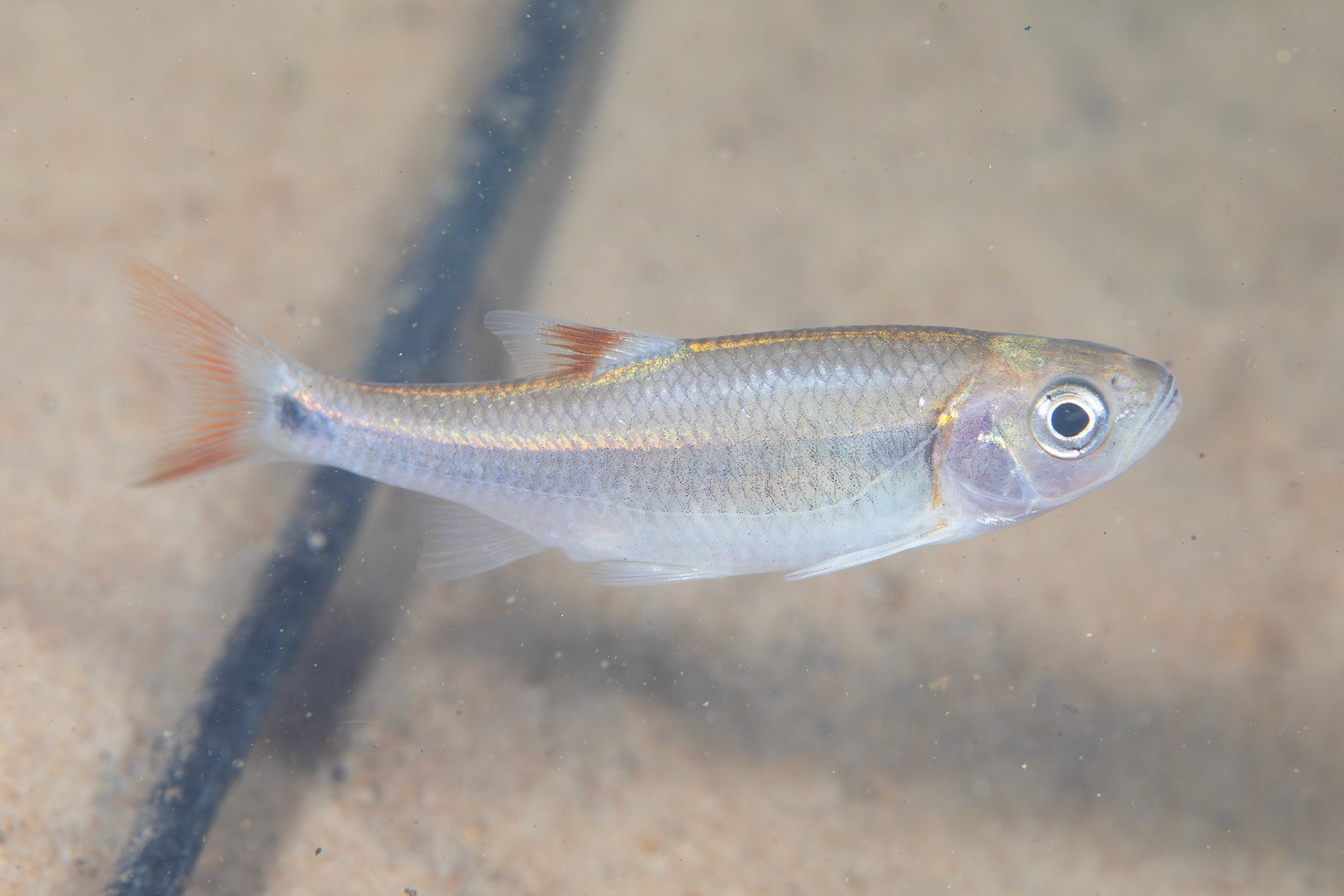 Bandfin Shiner