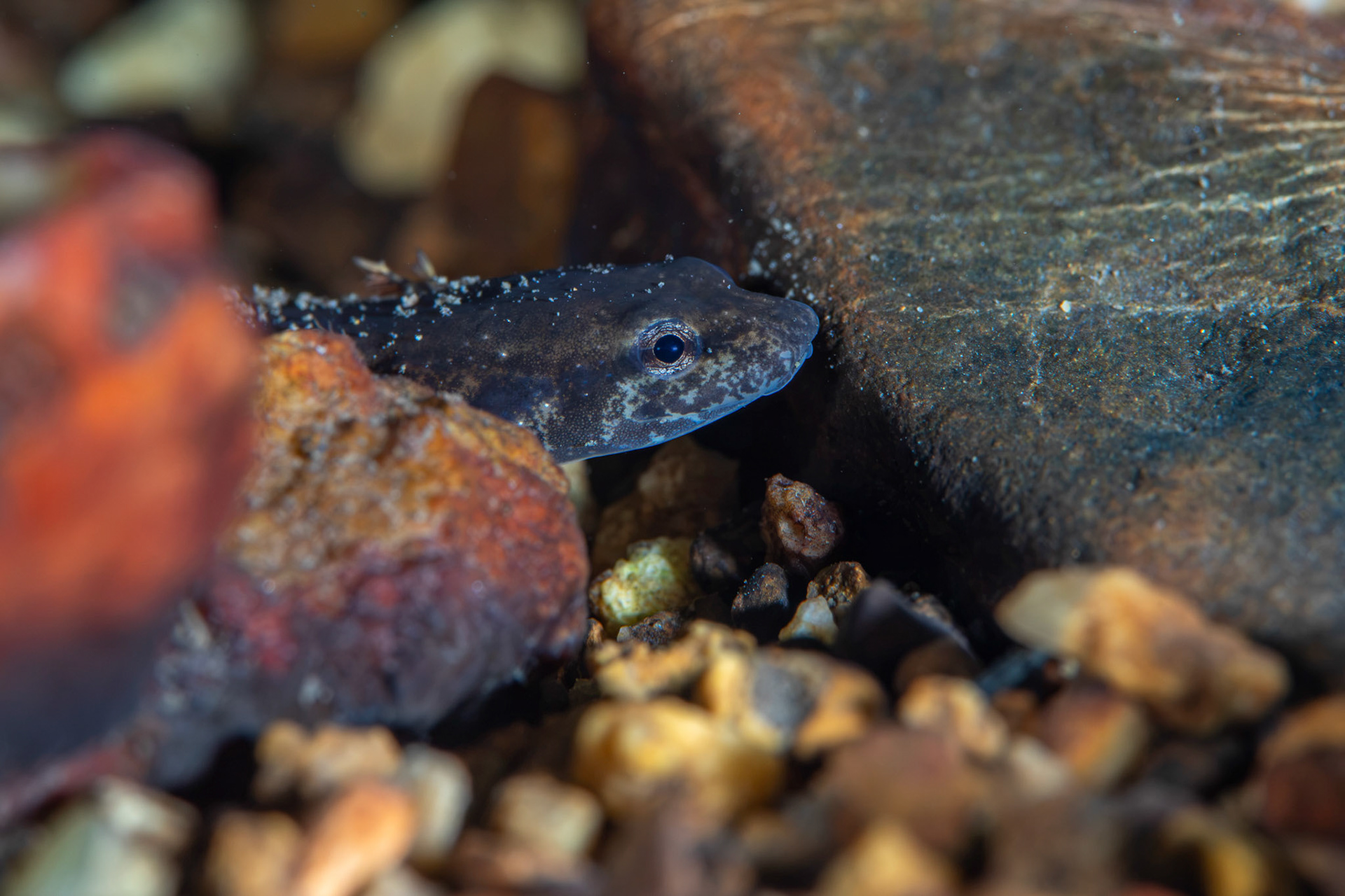Eurycia sp.