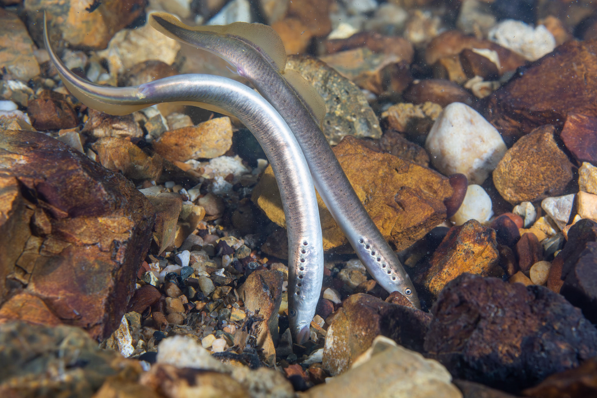 Least Brook Lamprey (Lampetra aepyptera)