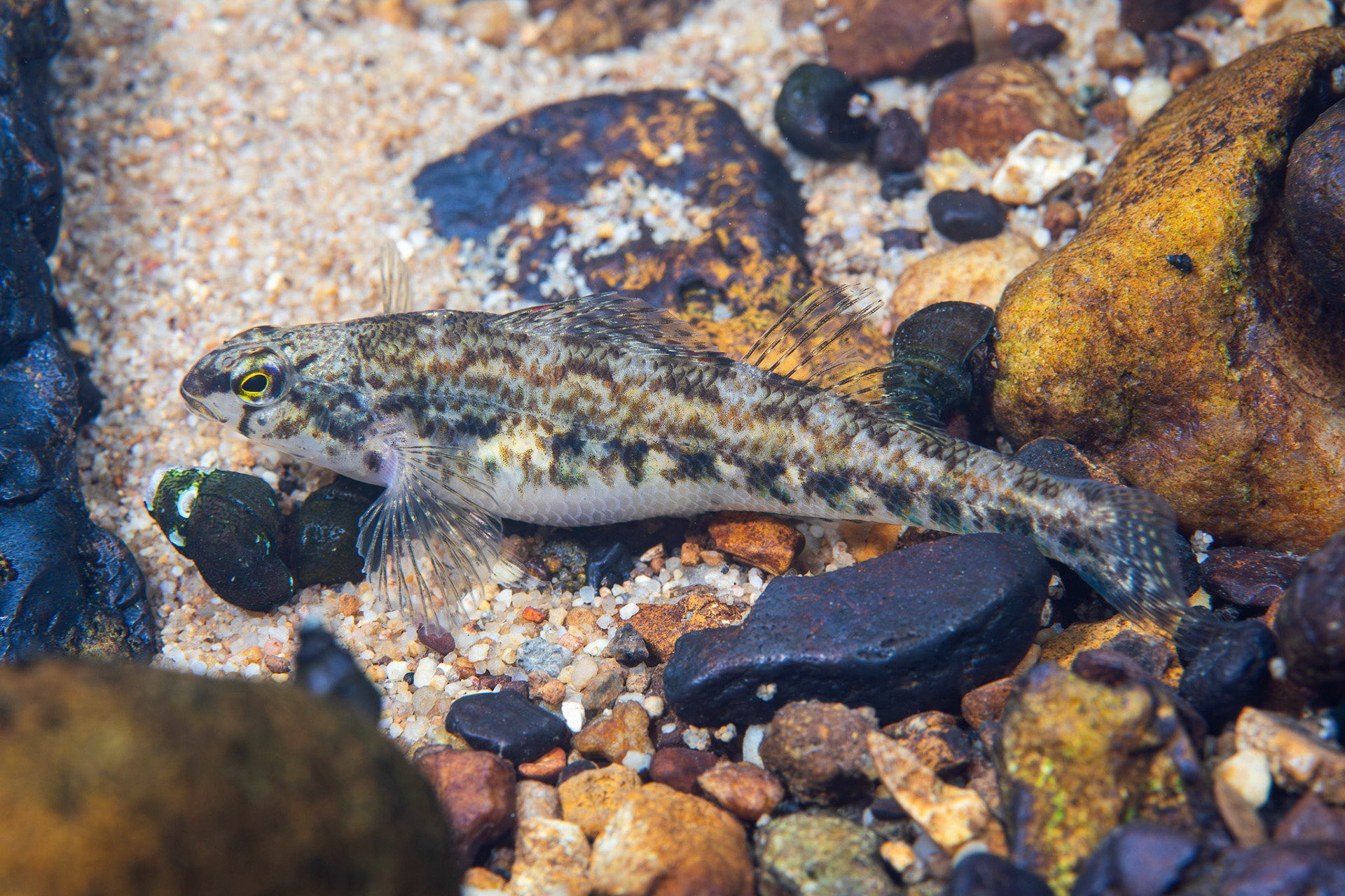Coosa Darter