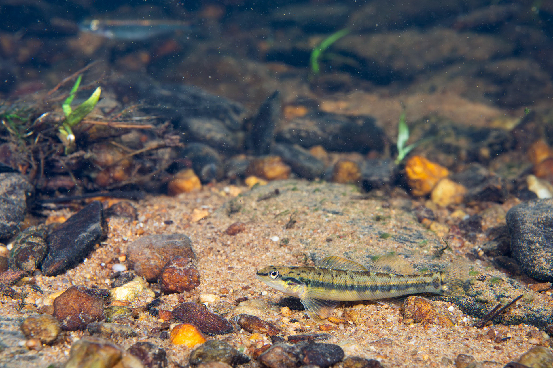 Bronze Darter
