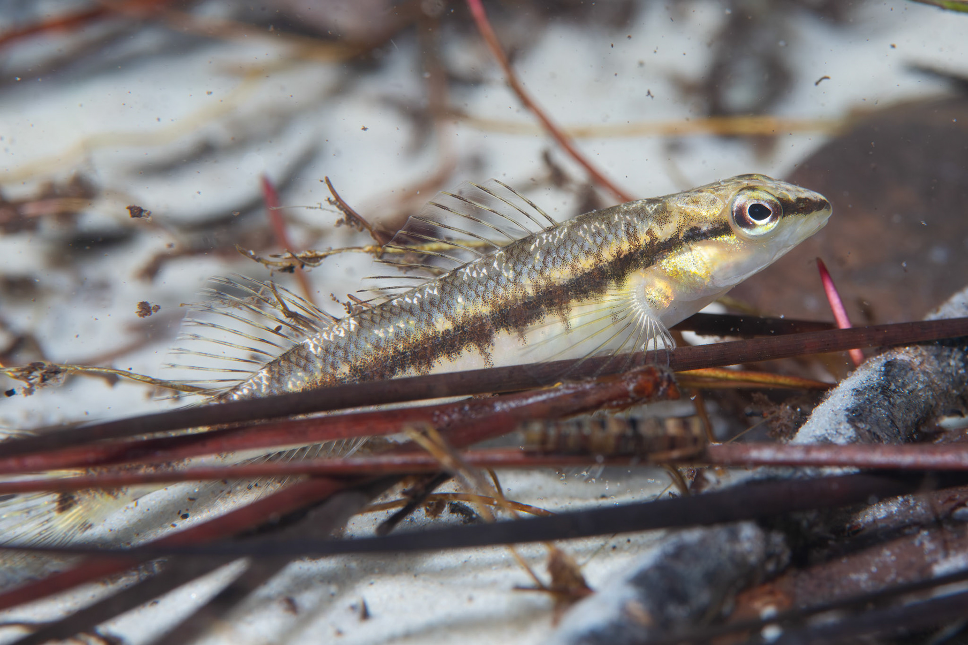 Blackbanded darter (Percina nigrofasciata)